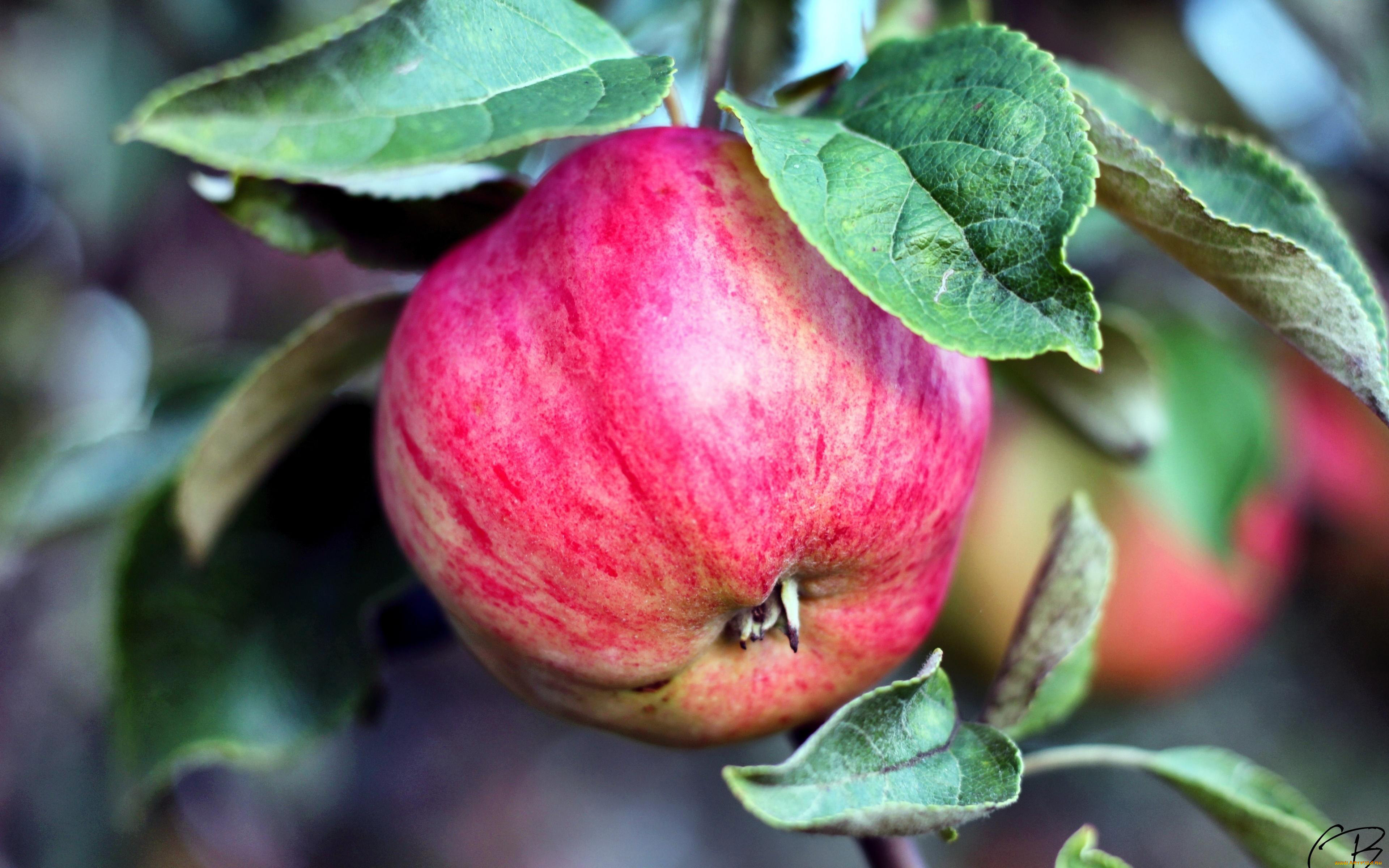 природа, плоды, яблоки