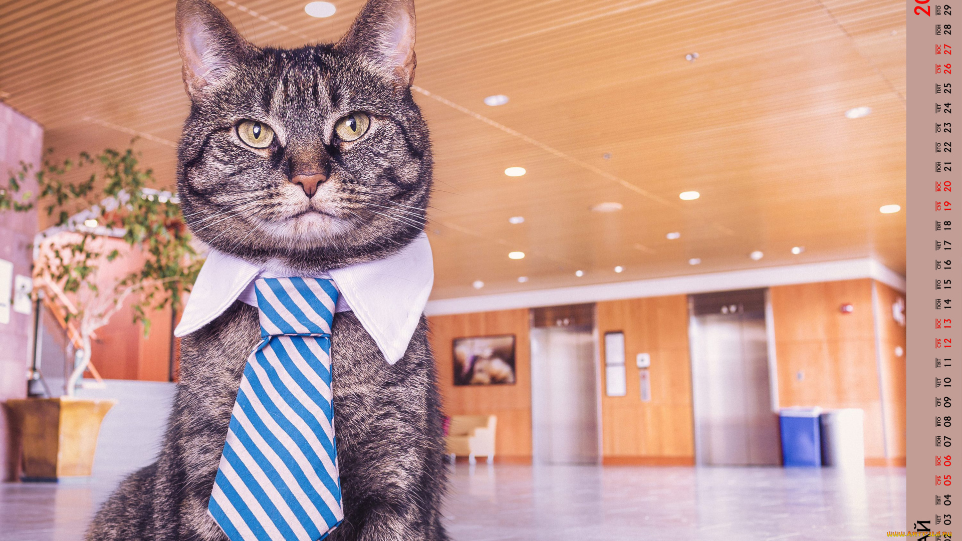 календари, животные, галстук, взгляд, кот