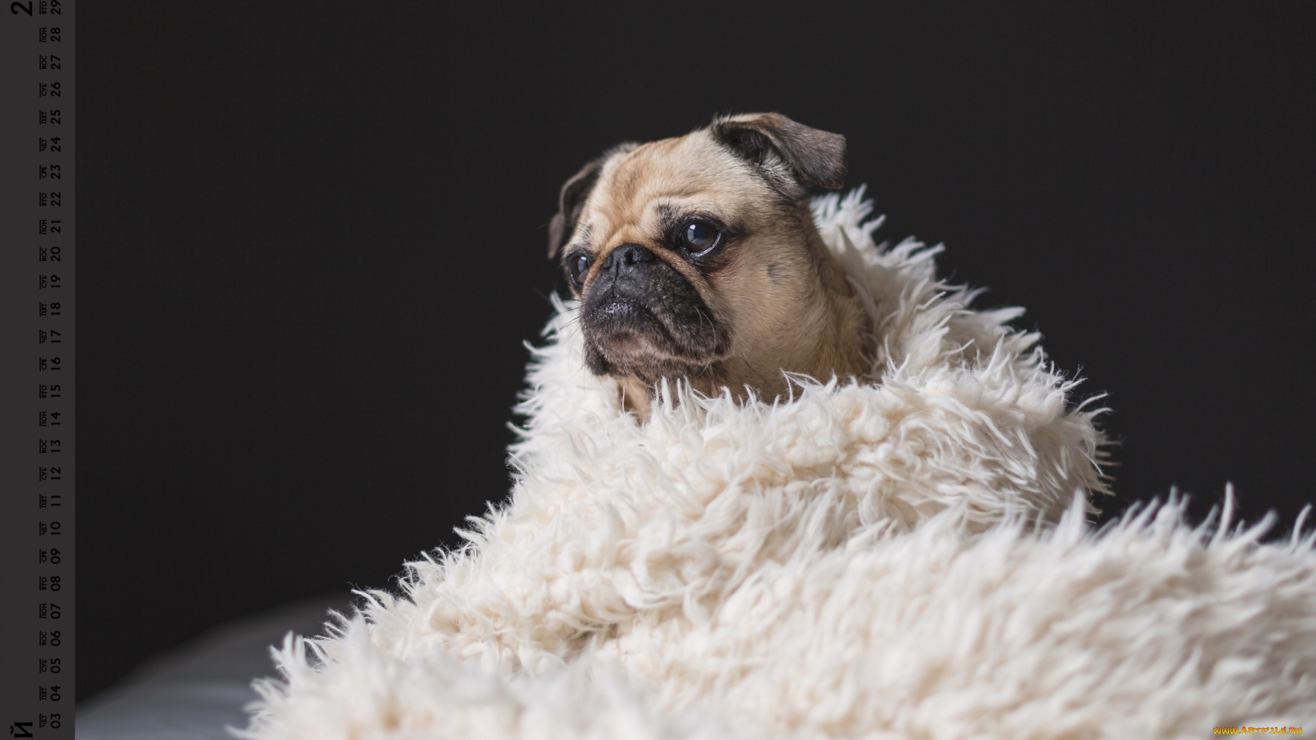 календари, животные, плед, взгляд, собака
