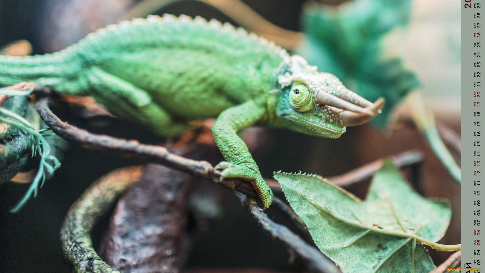 календари, животные, ящерица