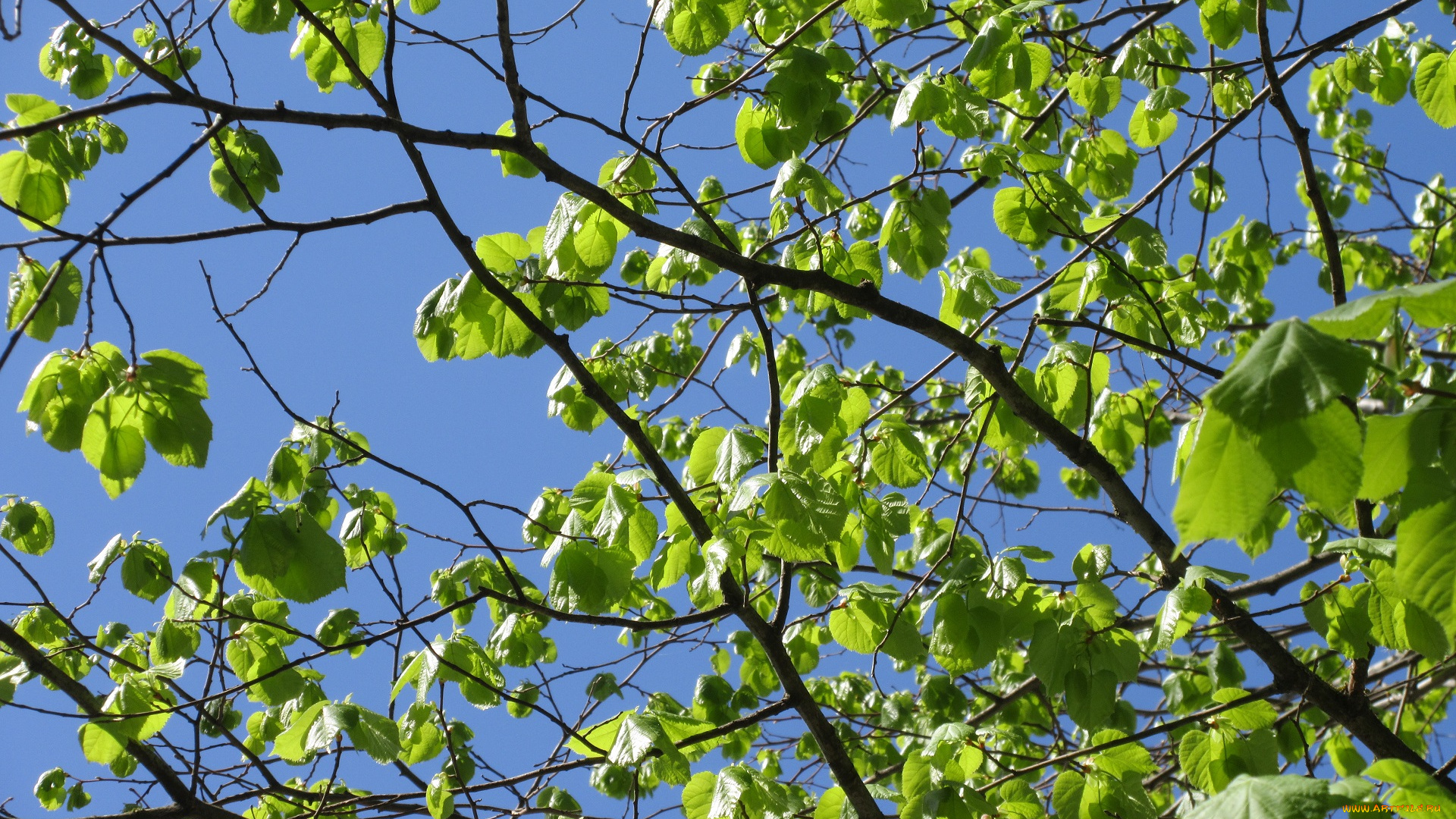 природа, деревья, апрель, весна, 2018