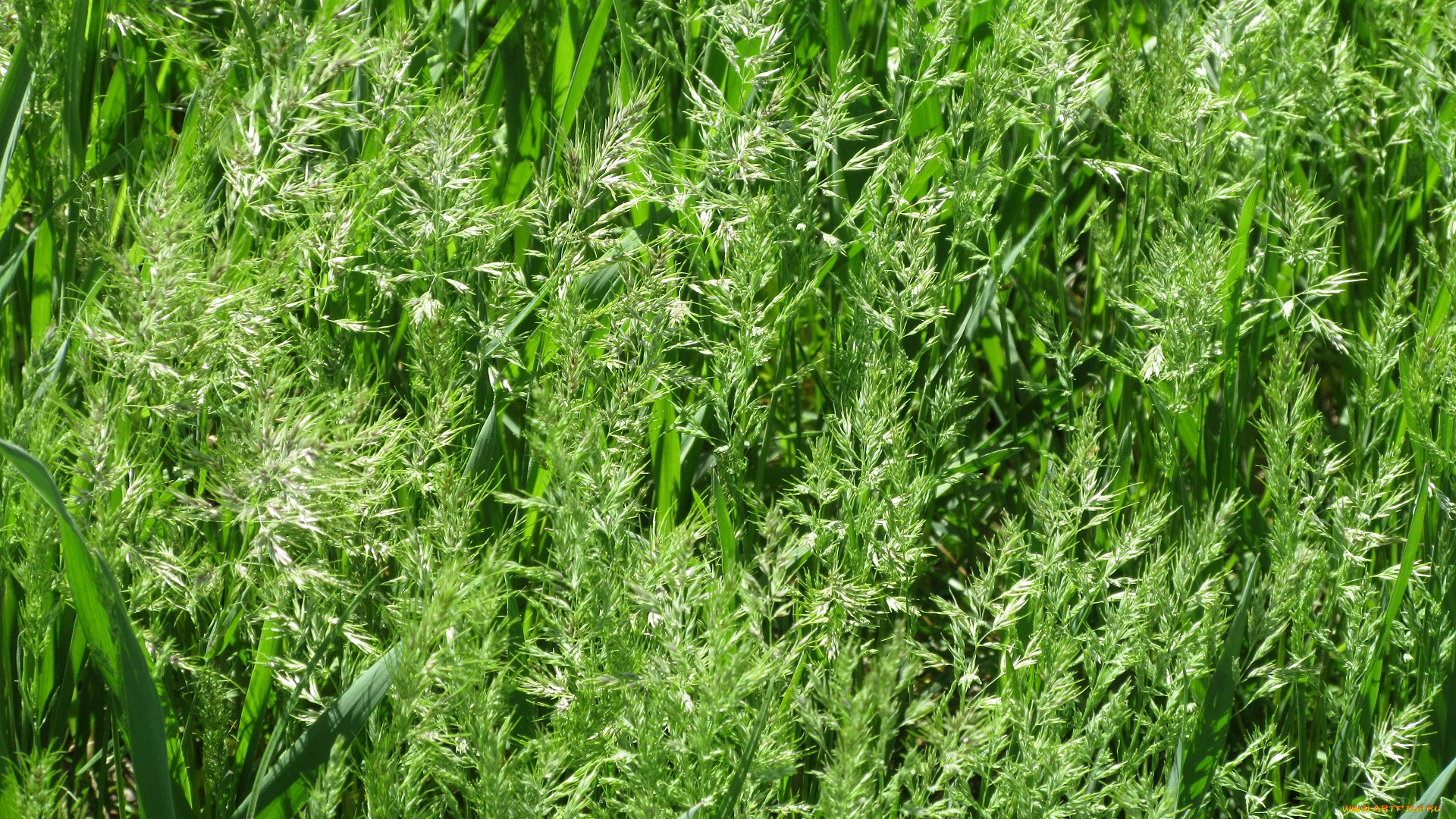 природа, макро, апрель, весна, 2018