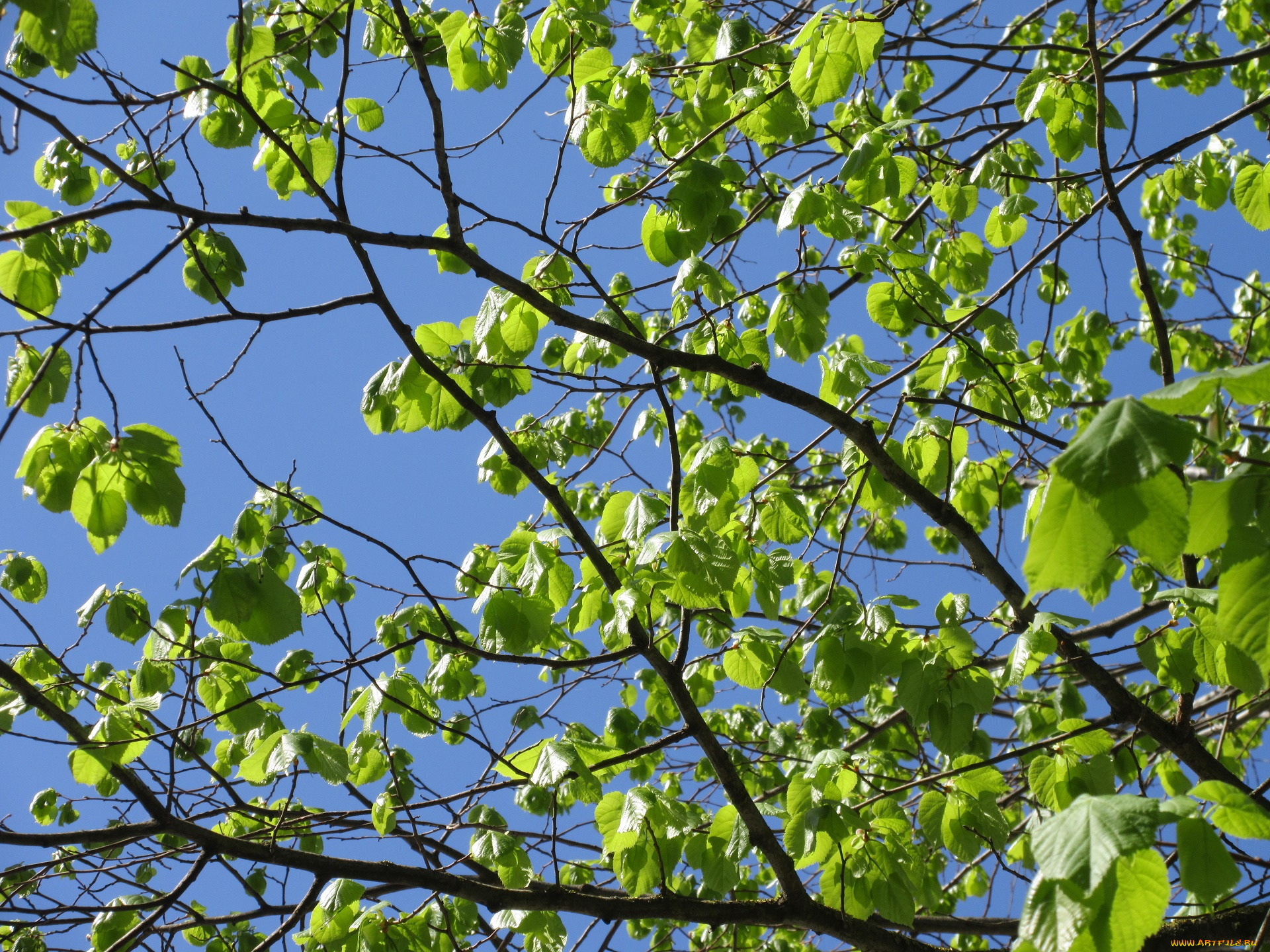 природа, деревья, апрель, весна, 2018