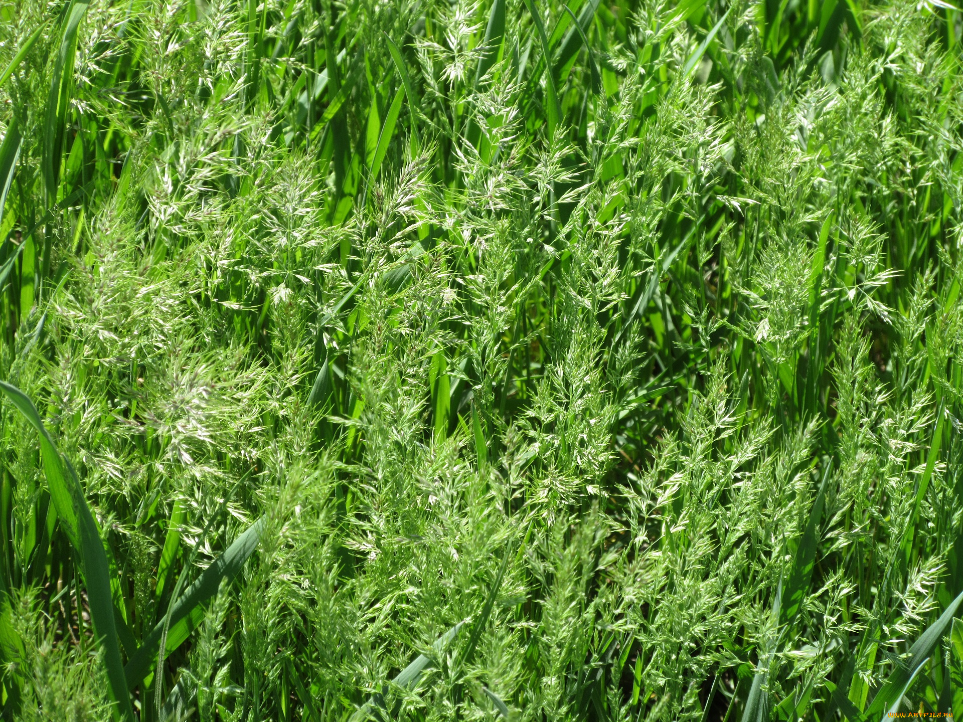 природа, макро, апрель, весна, 2018