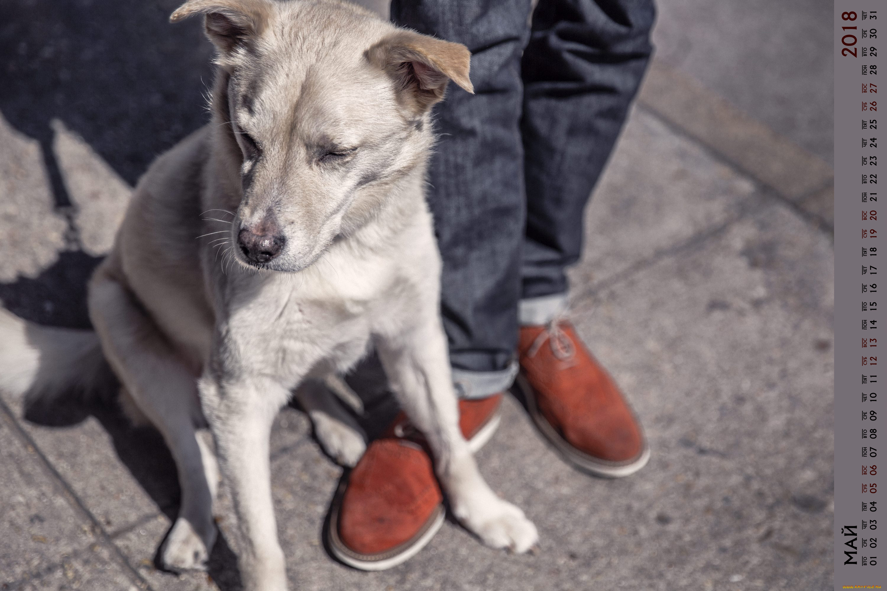 календари, животные, ноги, собака