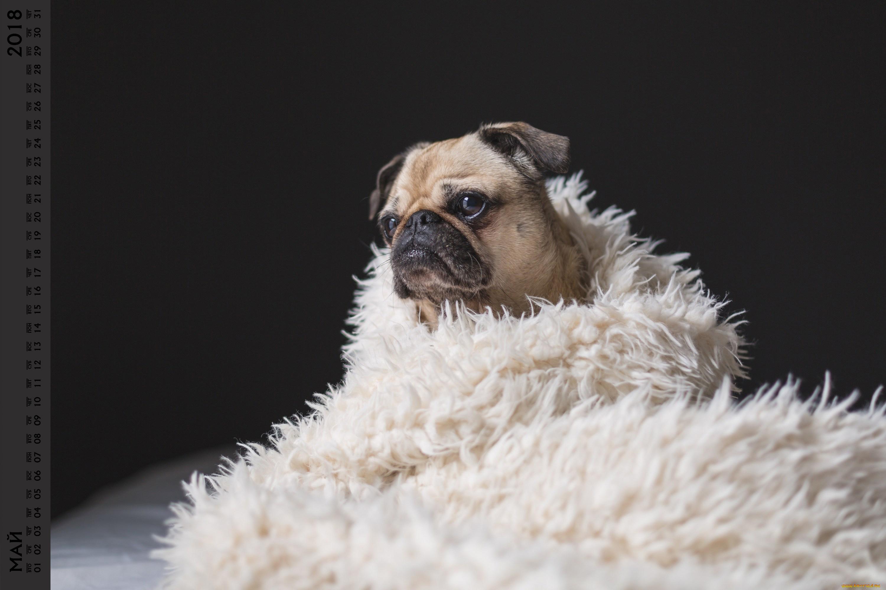 календари, животные, плед, взгляд, собака