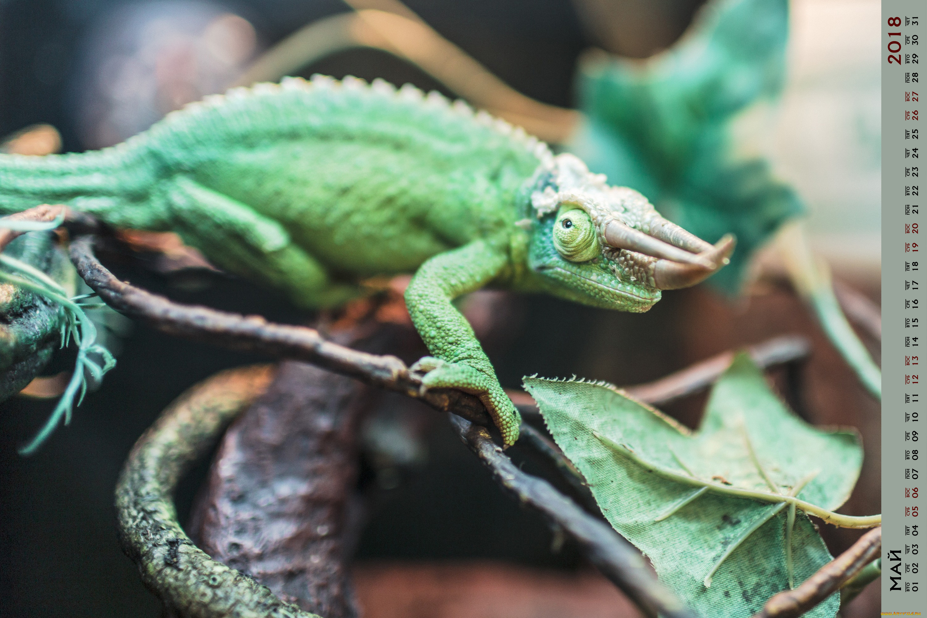 календари, животные, ящерица