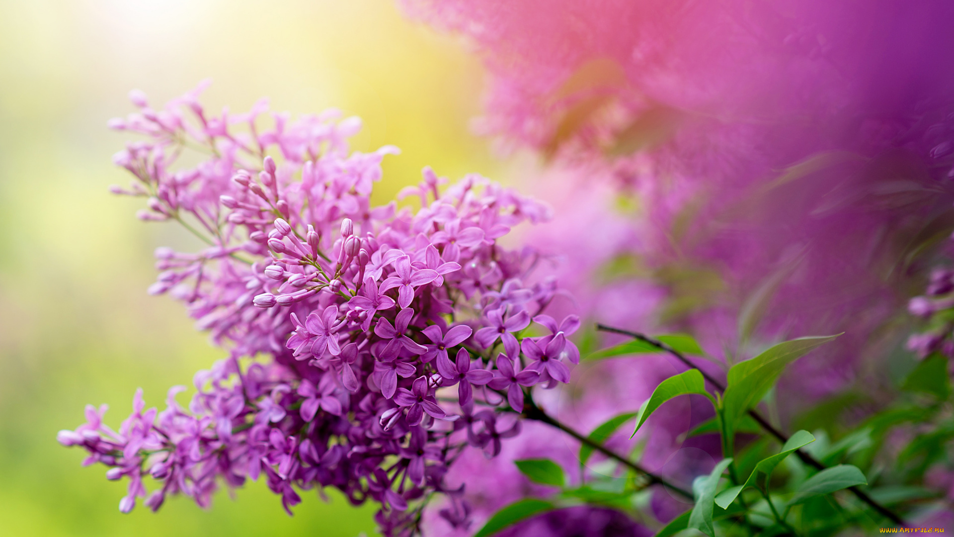 цветы, сирень, природа, куст, ветка, весна, сад