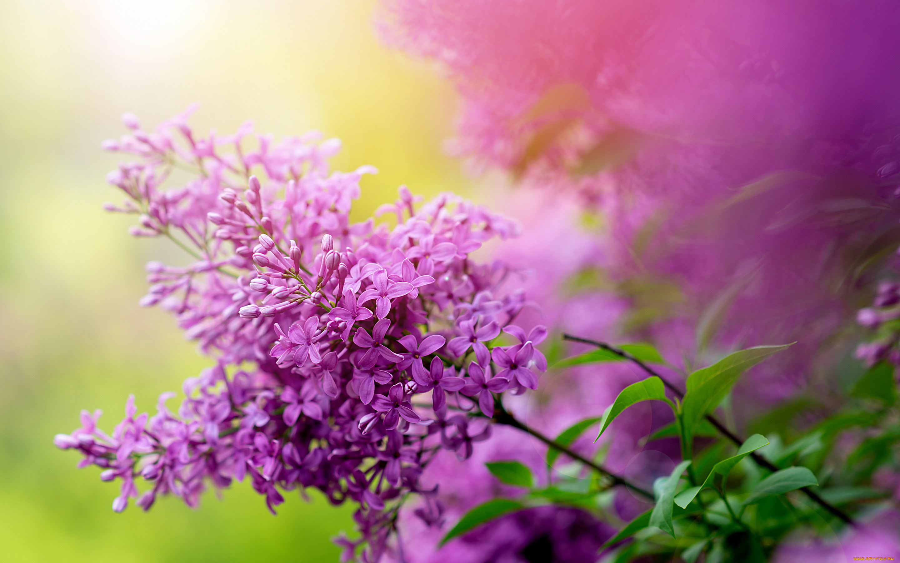 цветы, сирень, природа, куст, ветка, весна, сад