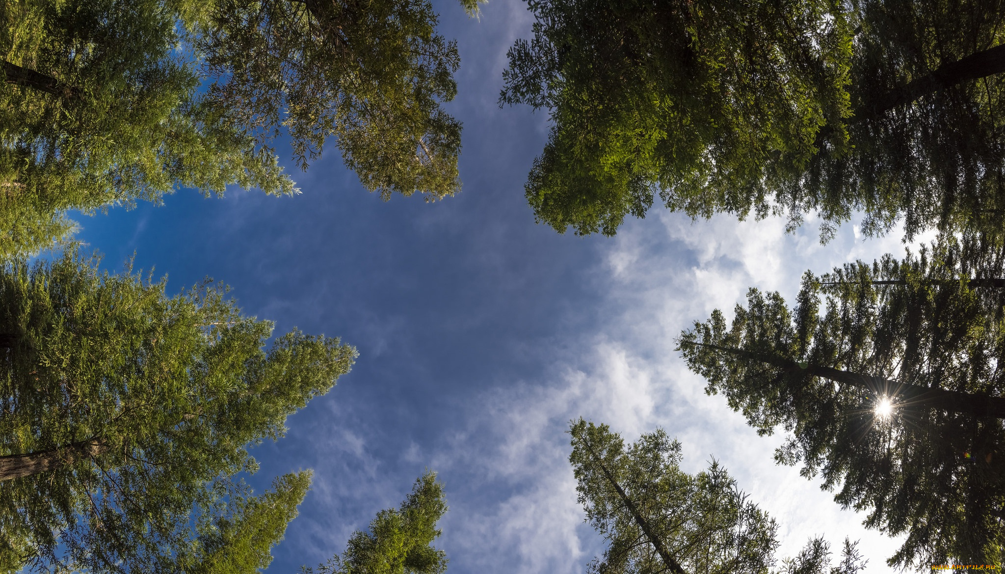 природа, деревья, небо