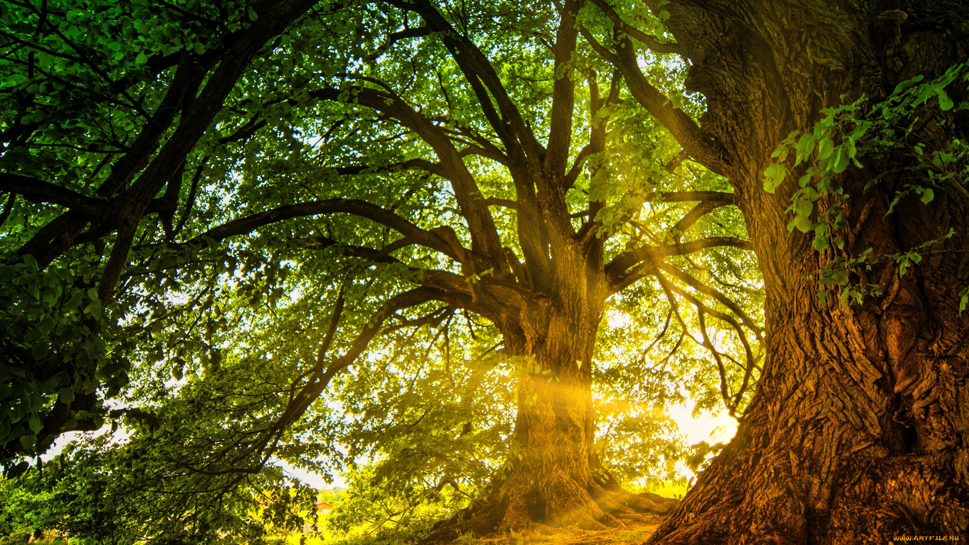 природа, деревья, лучи