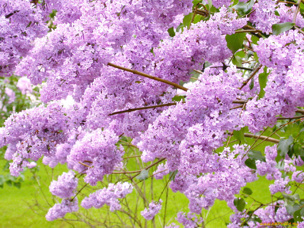 цветы, сирень