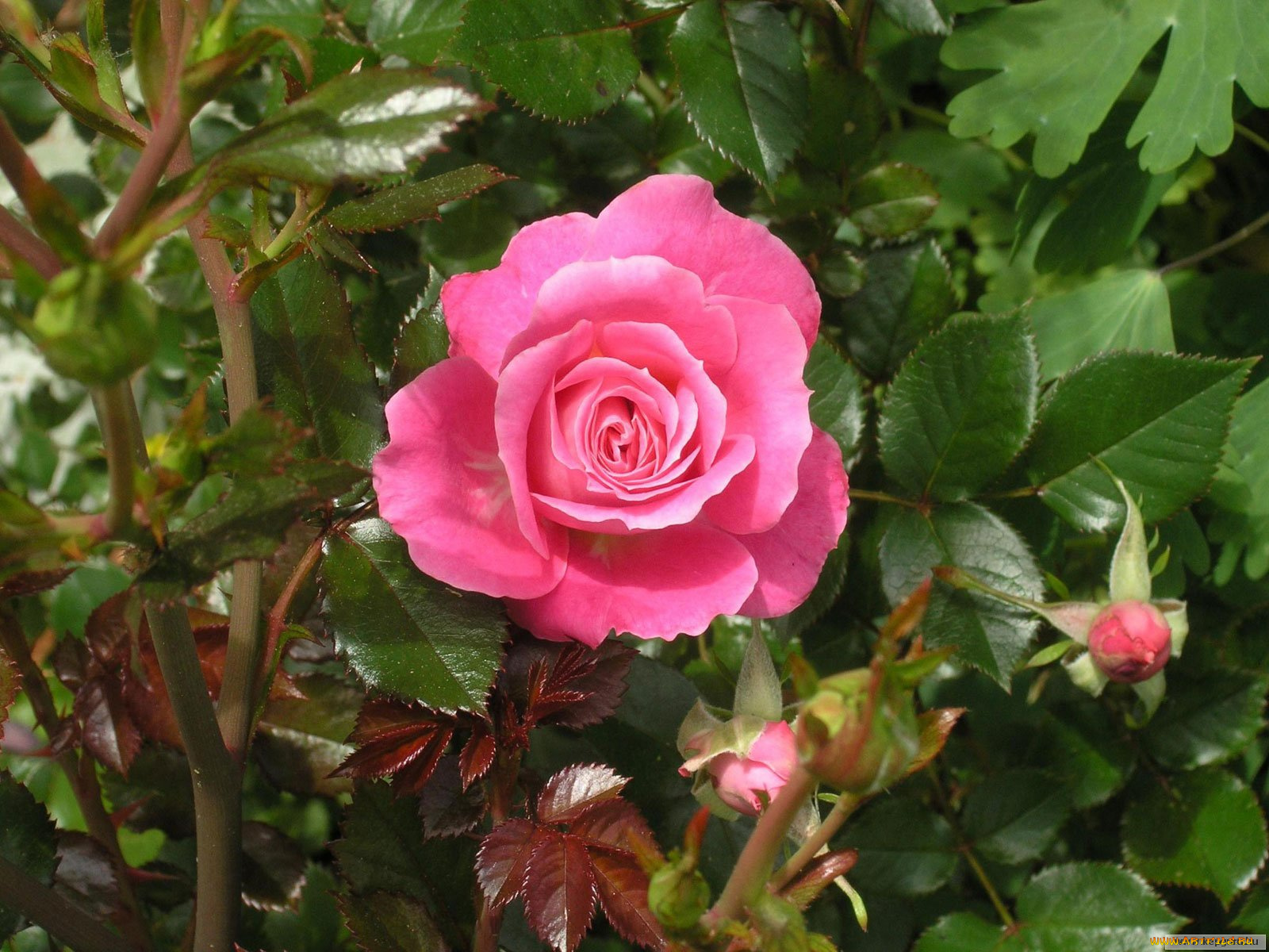 цветы, розы