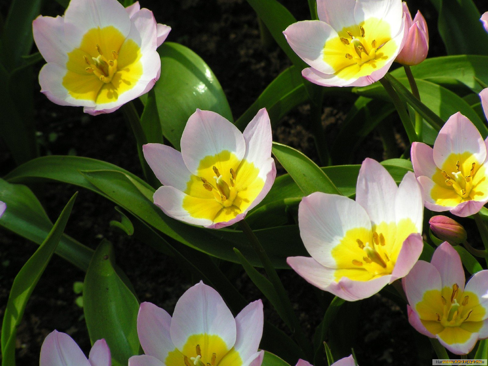 цветы, тюльпаны