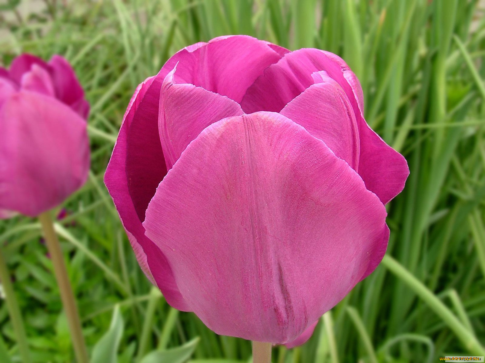 цветы, тюльпаны