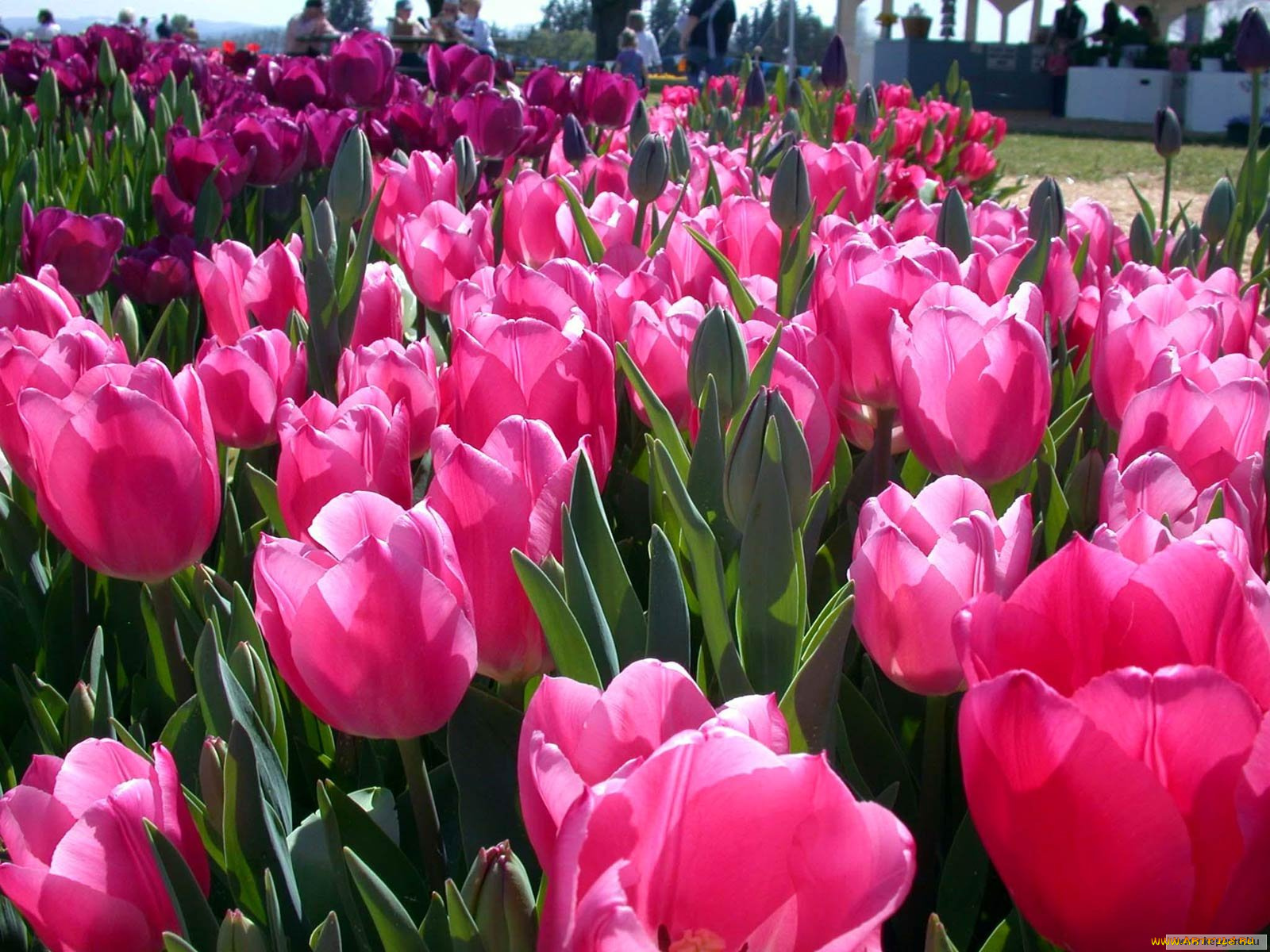 цветы, тюльпаны