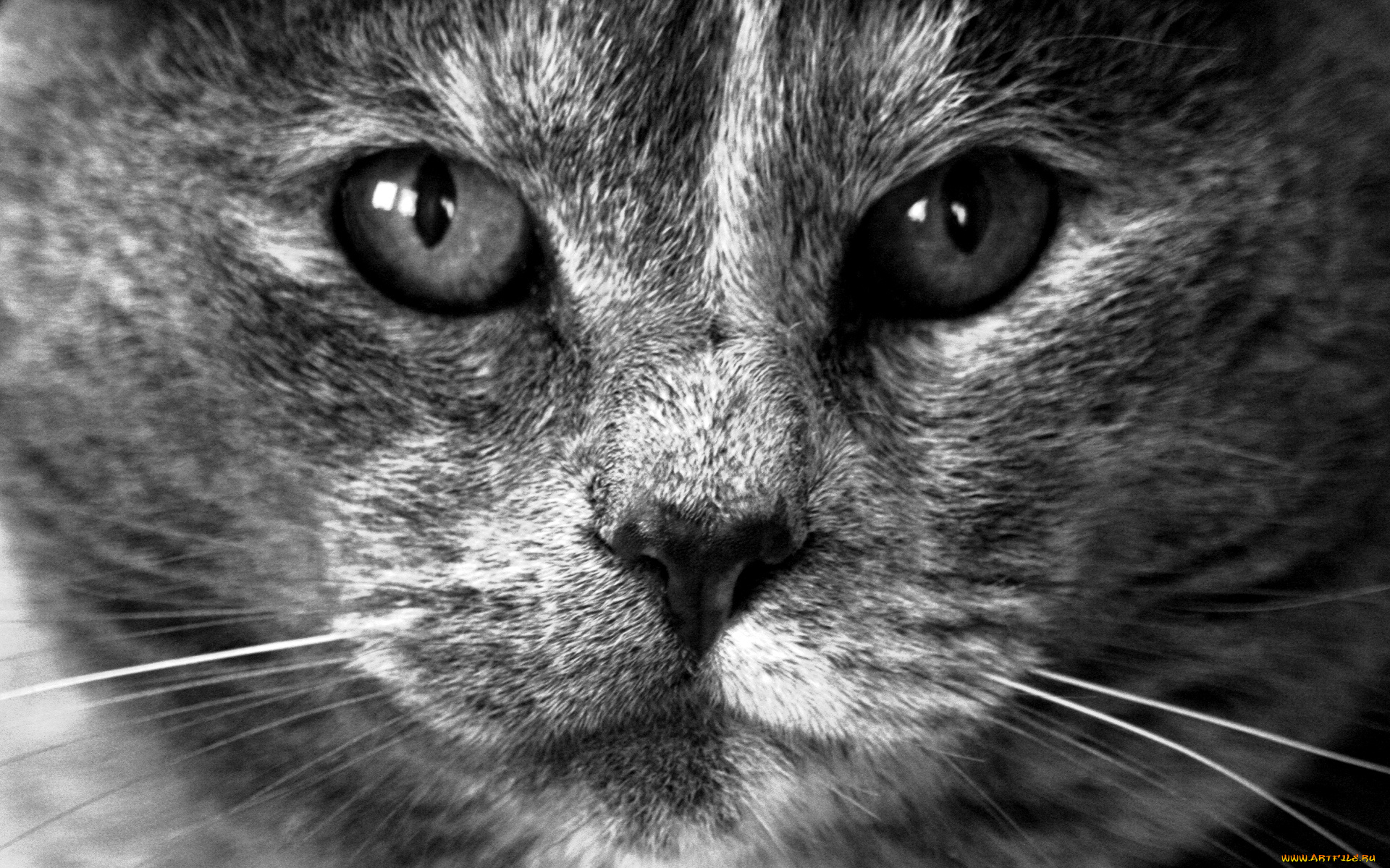 животные, коты