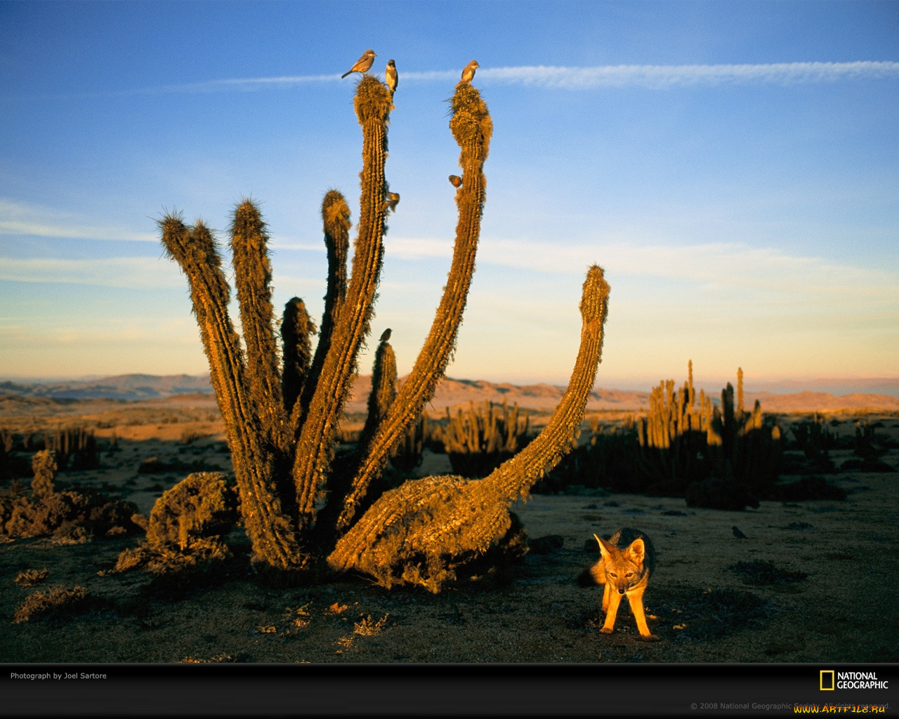 животные, разные, вместе