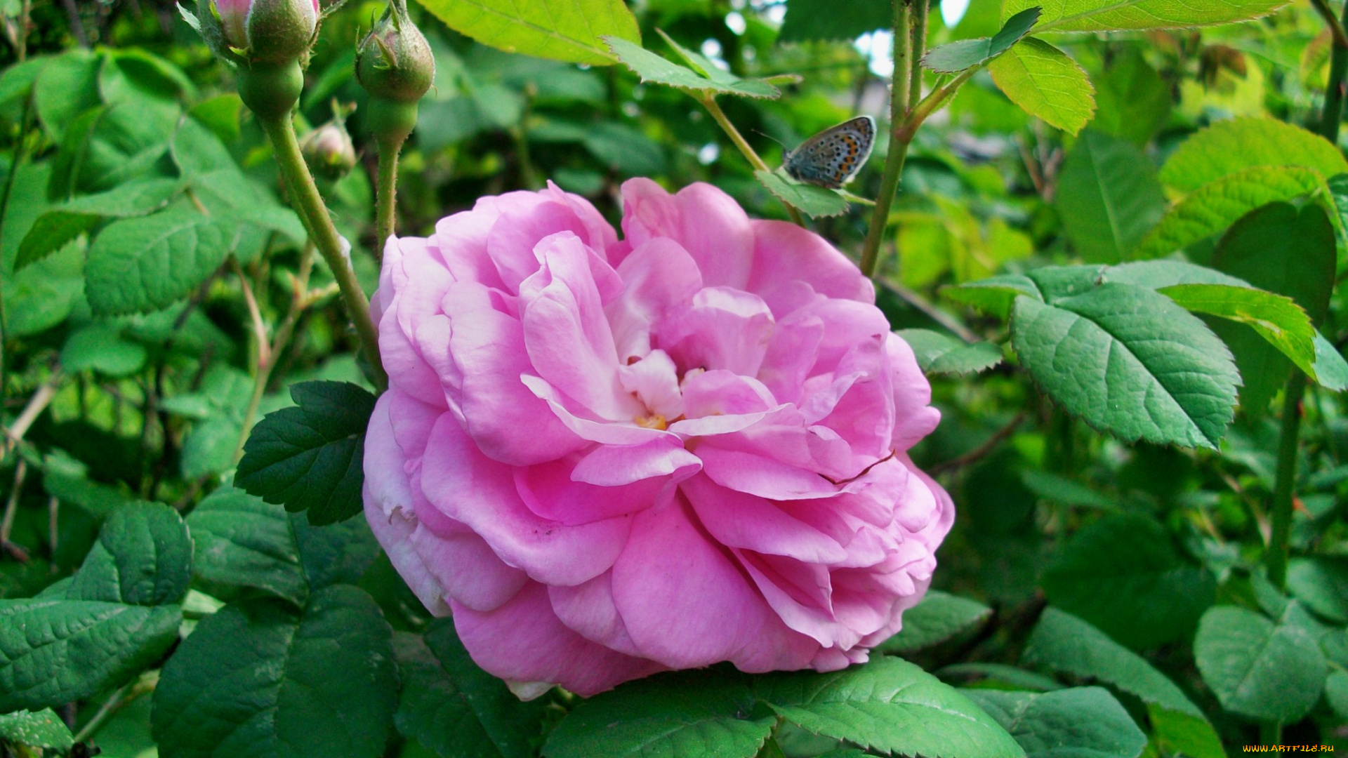 цветы, розы