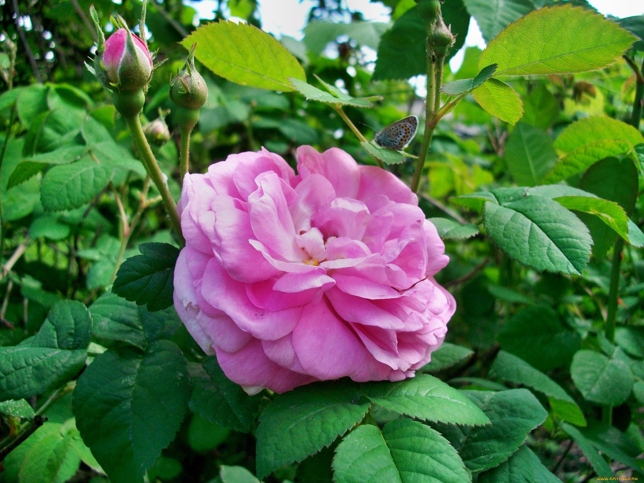 цветы, розы