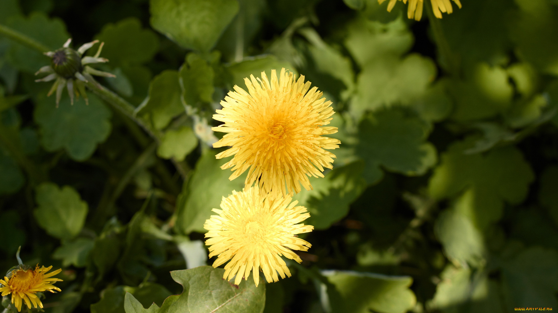 цветы, одуванчики