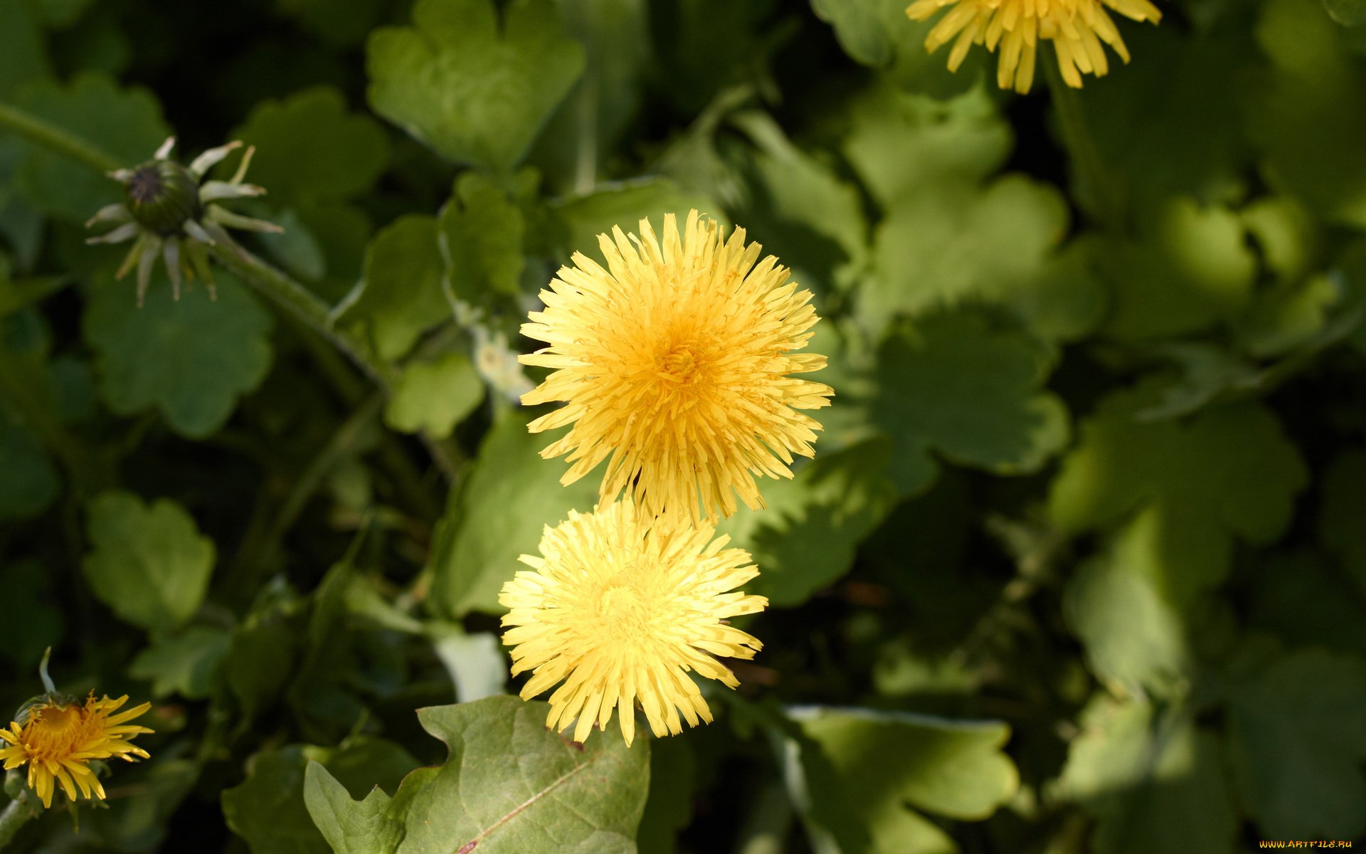 цветы, одуванчики