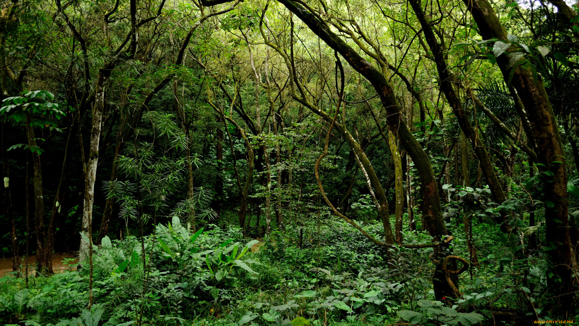 гавайи, природа, лес, река