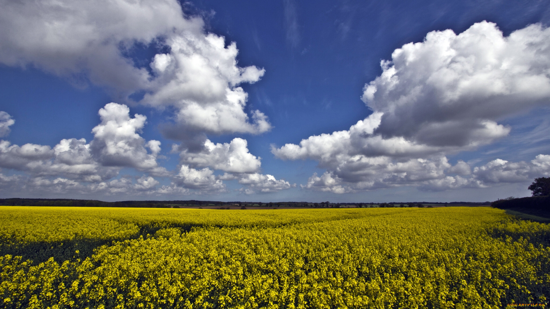 norfolk, england, природа, поля, рапс, облака