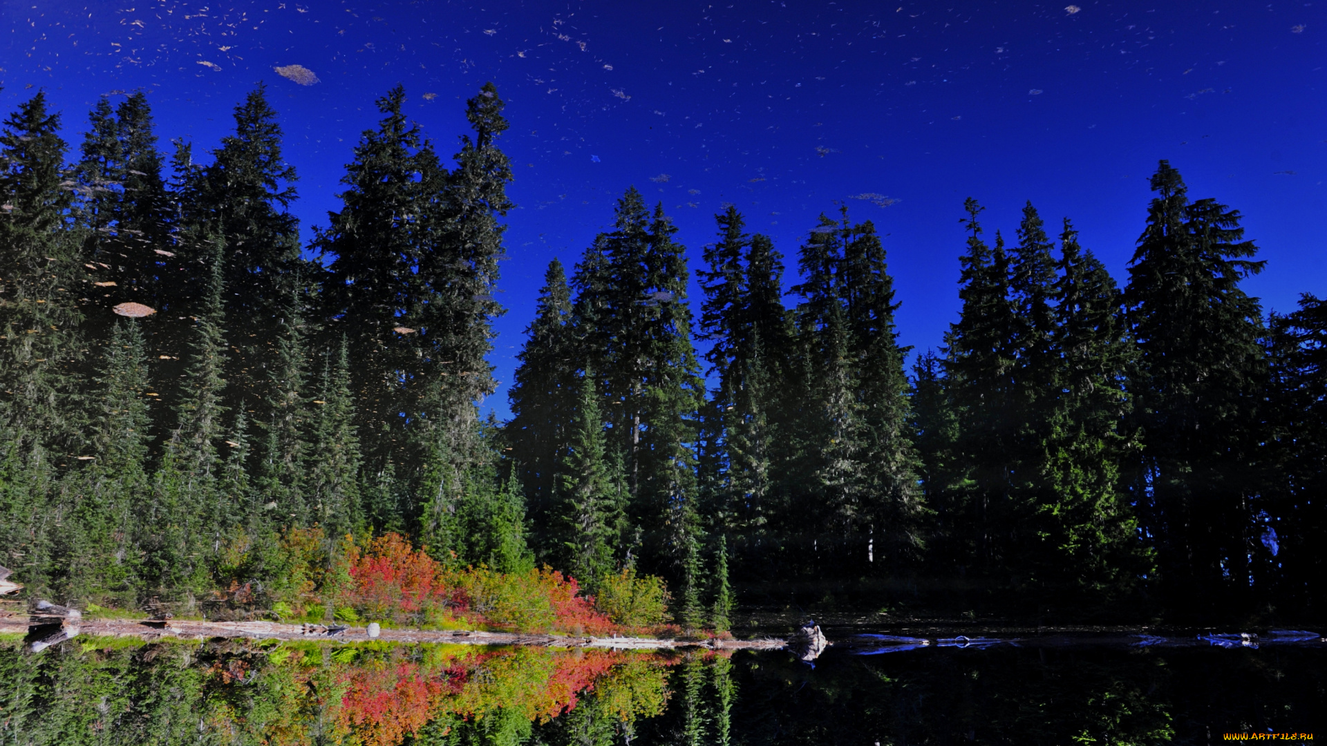 природа, деревья, пейзаж