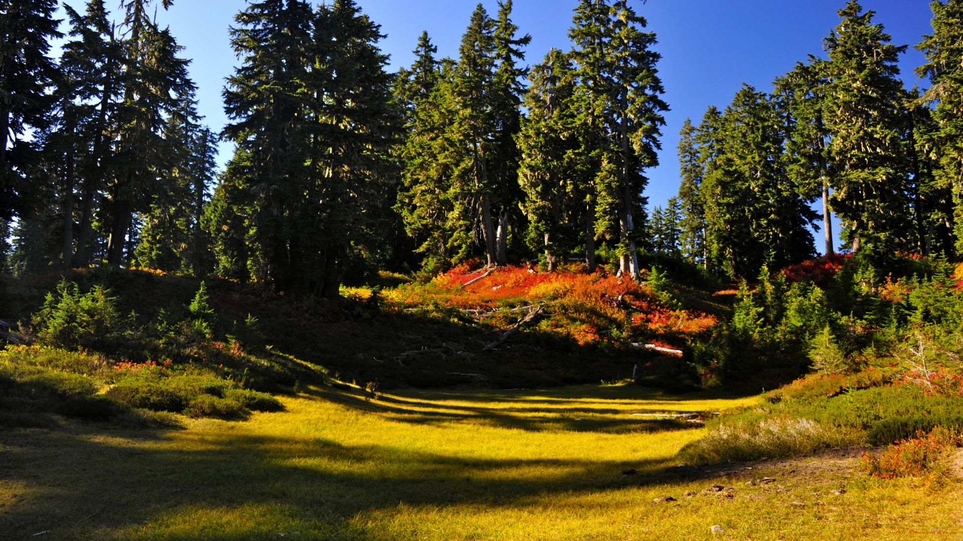 природа, деревья, пейзаж