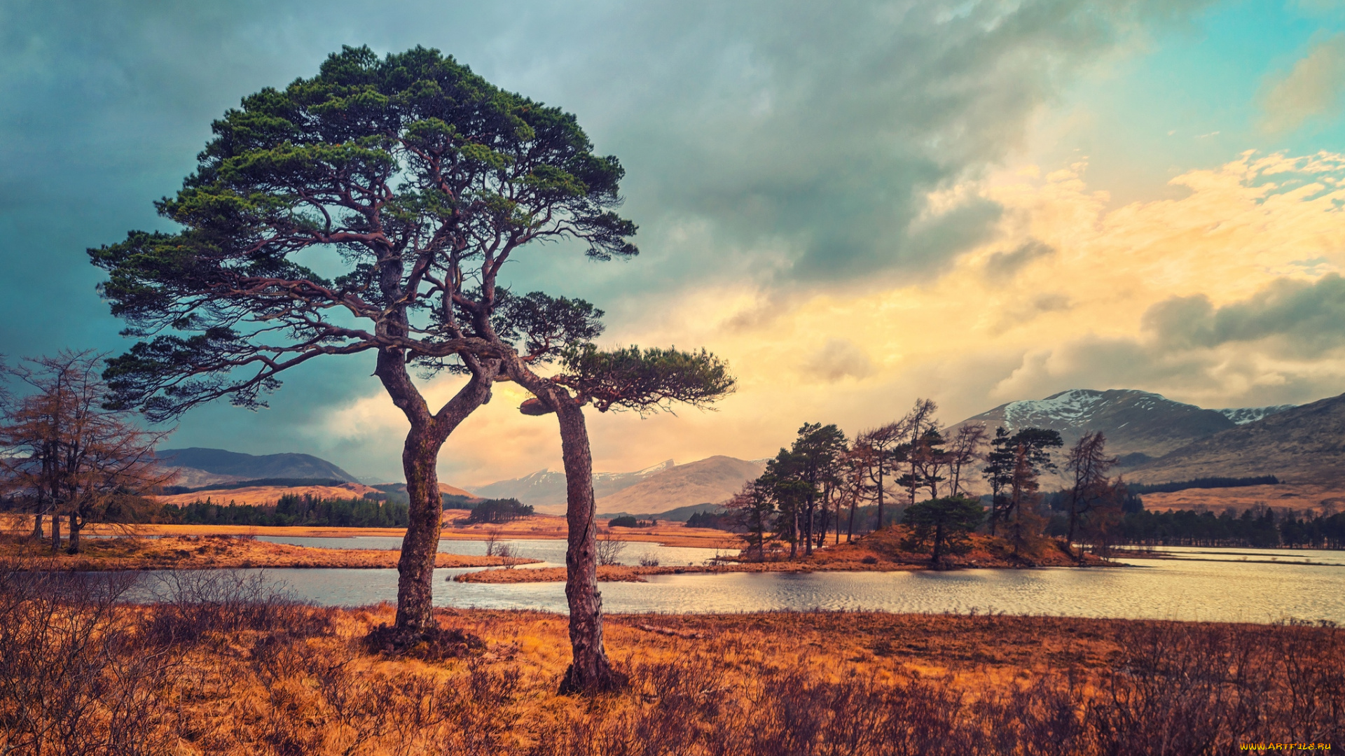 природа, деревья, вода, сосны