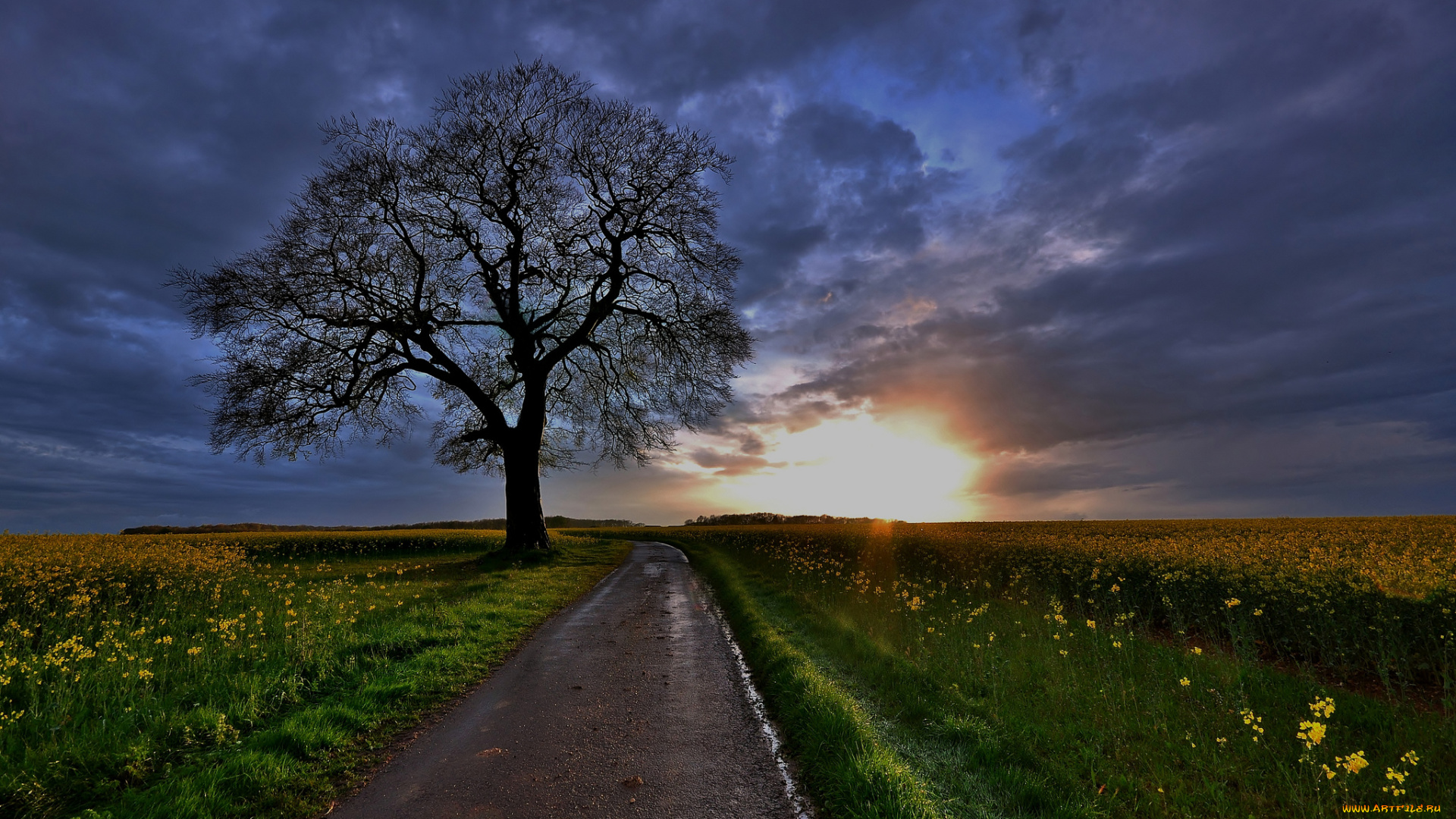природа, дороги, закат, поле, дерево, рапс