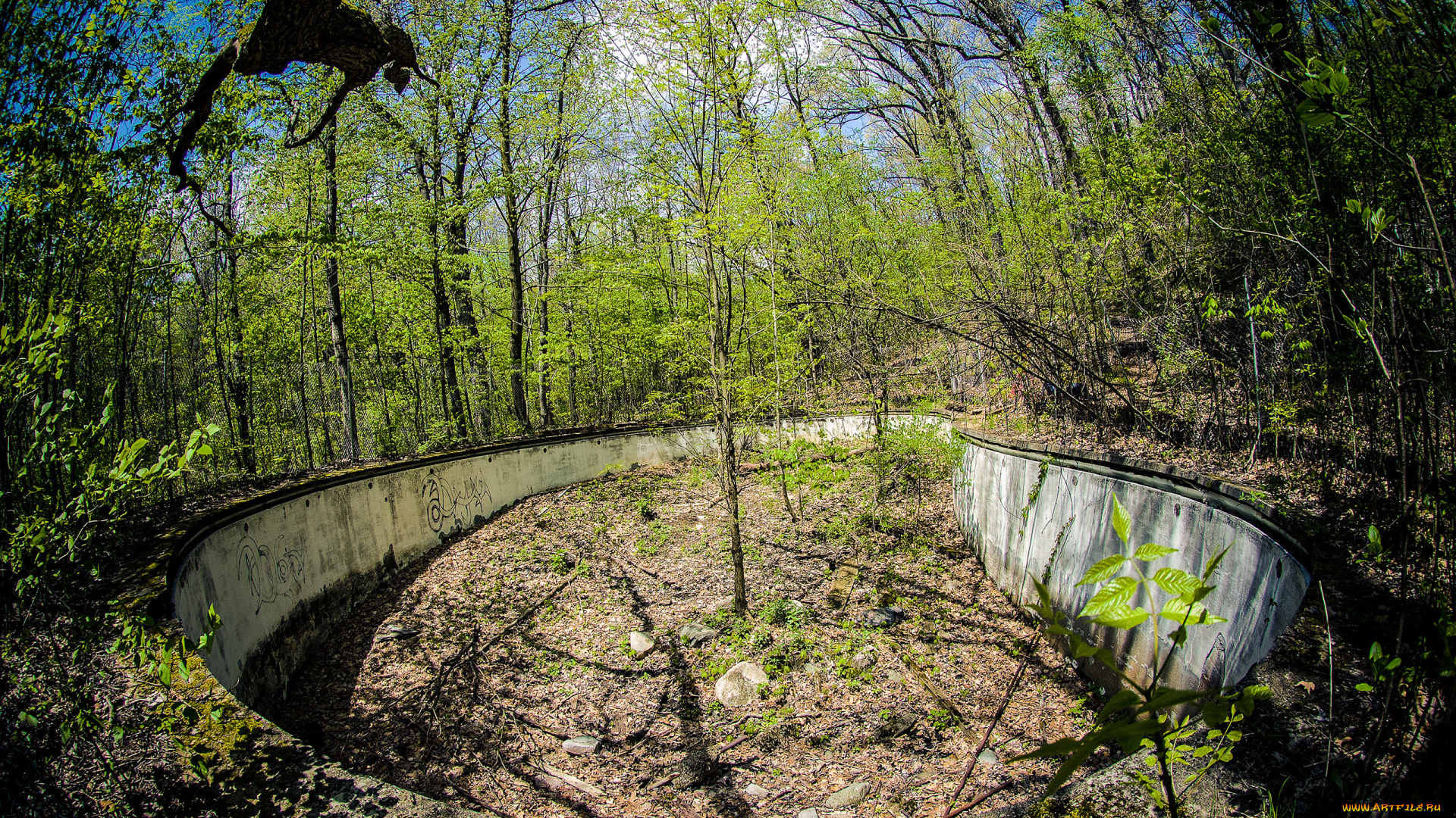 природа, другое, ветви