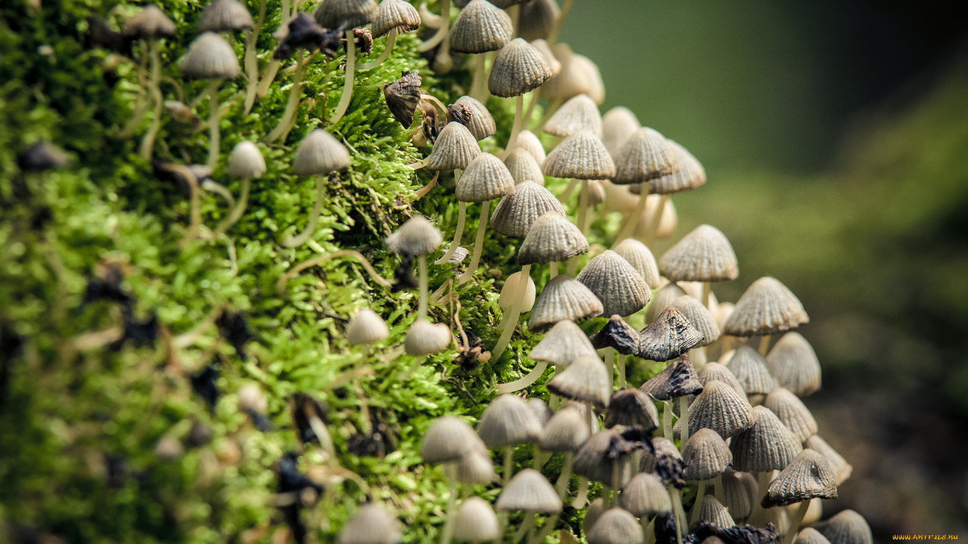 природа, грибы, шляпка