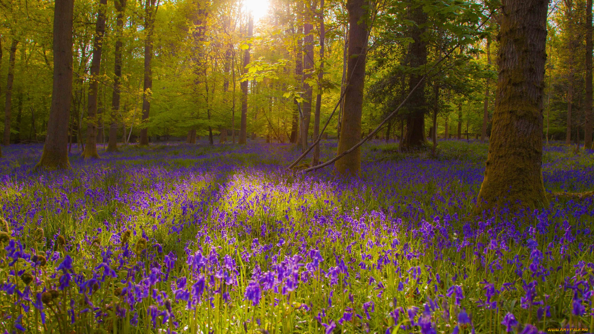 природа, лес, поляна, цветы, деревья