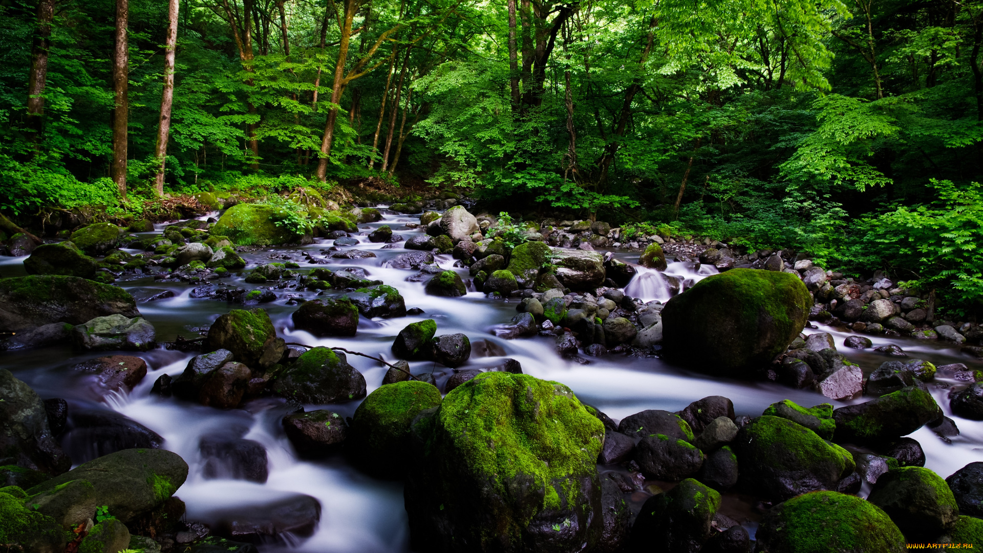 природа, лес, вода