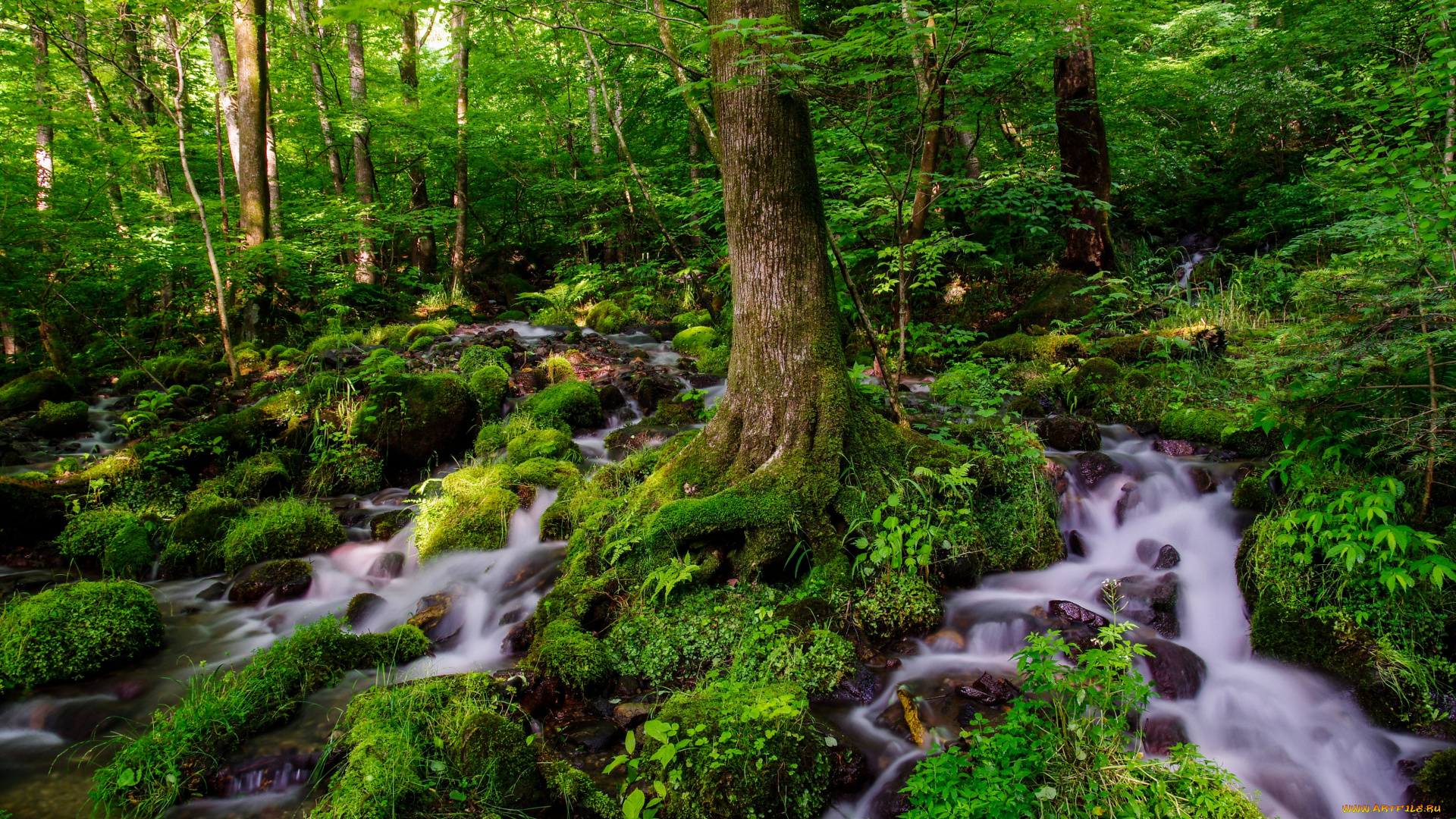 природа, лес, вода, деревья, зелень