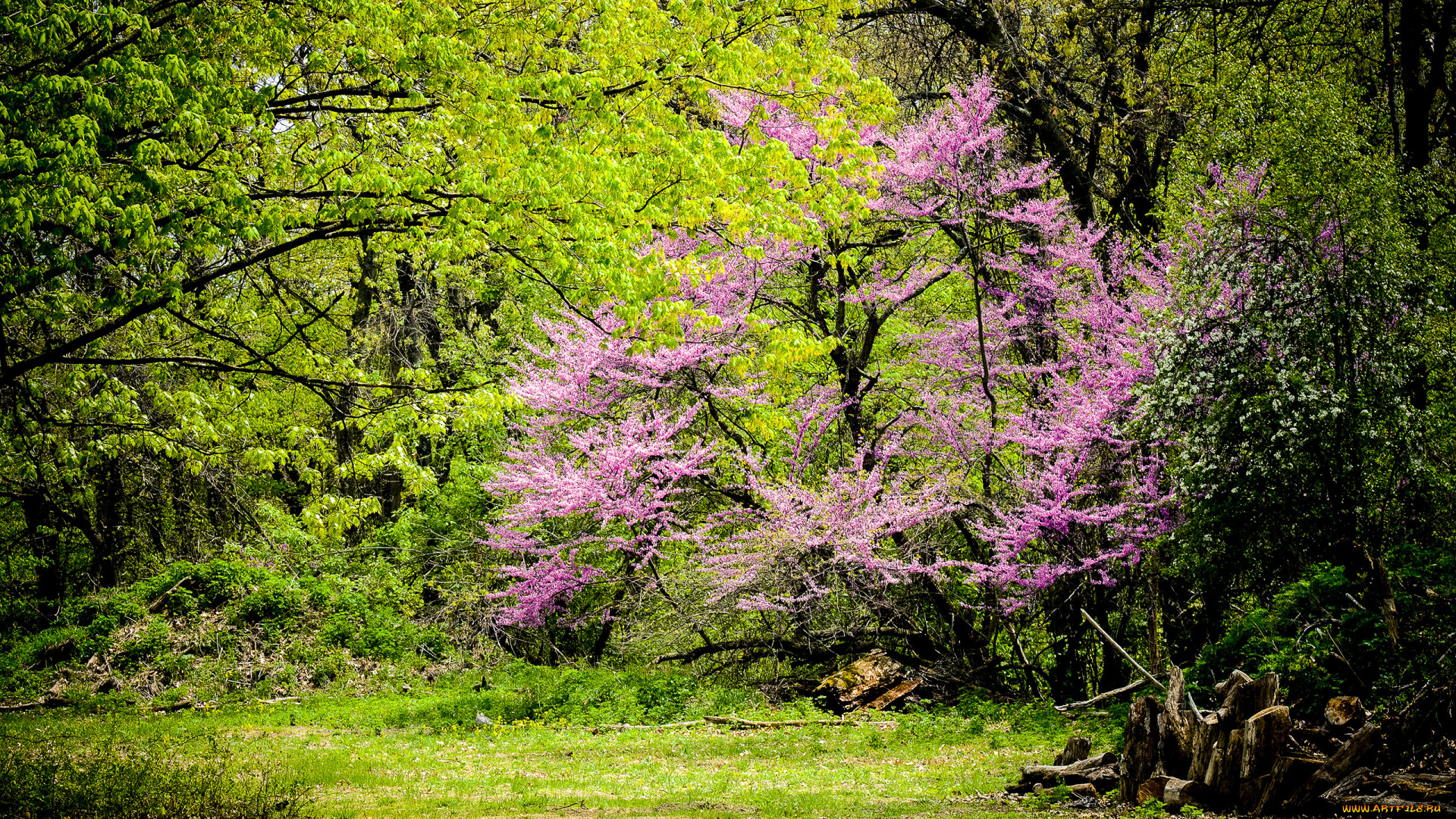 природа, лес, заросли