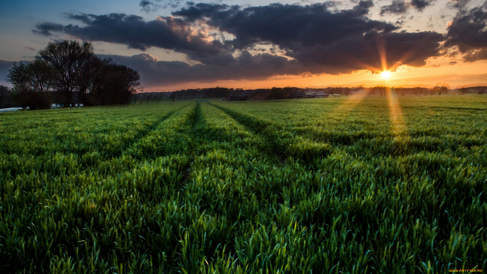 природа, поля, гороховое, поле, закат, облака