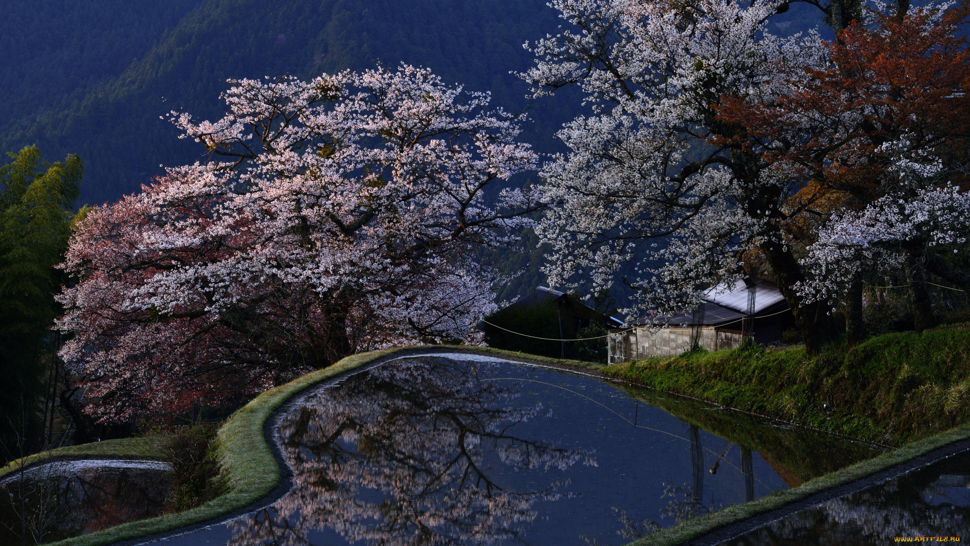 природа, поля, Япония