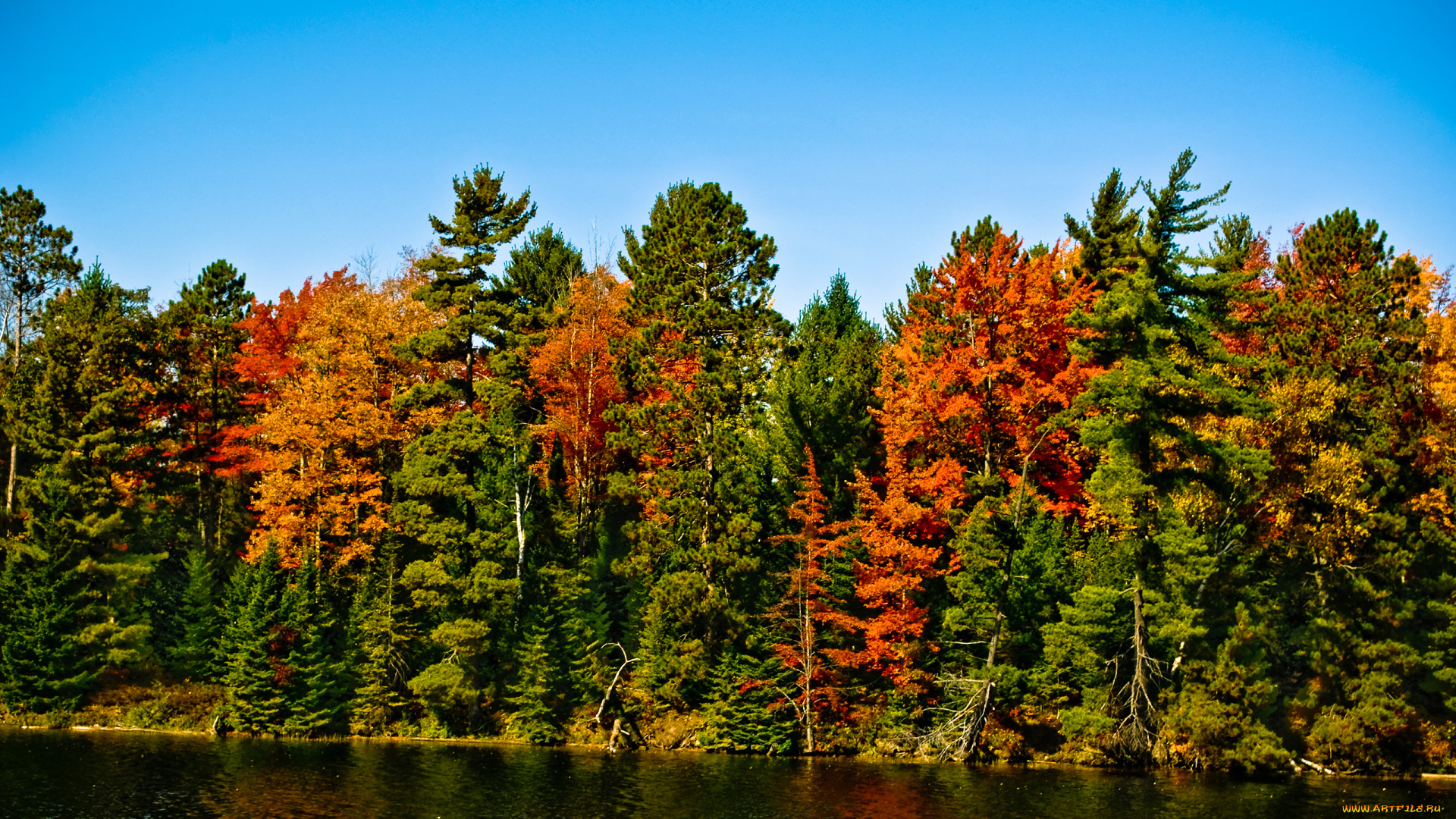 природа, реки, озера, ель