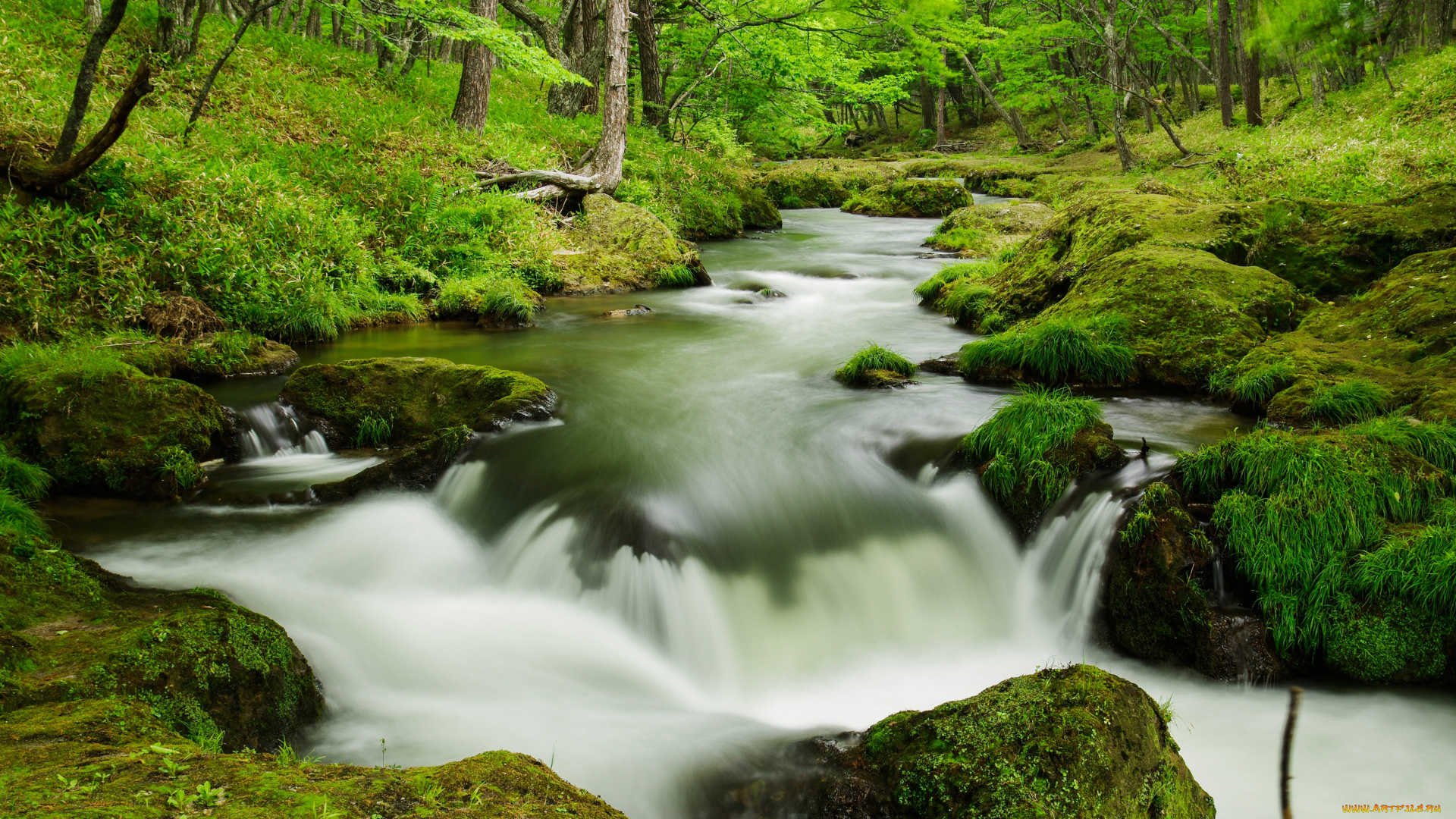 природа, реки, озера, вода, поток, лес
