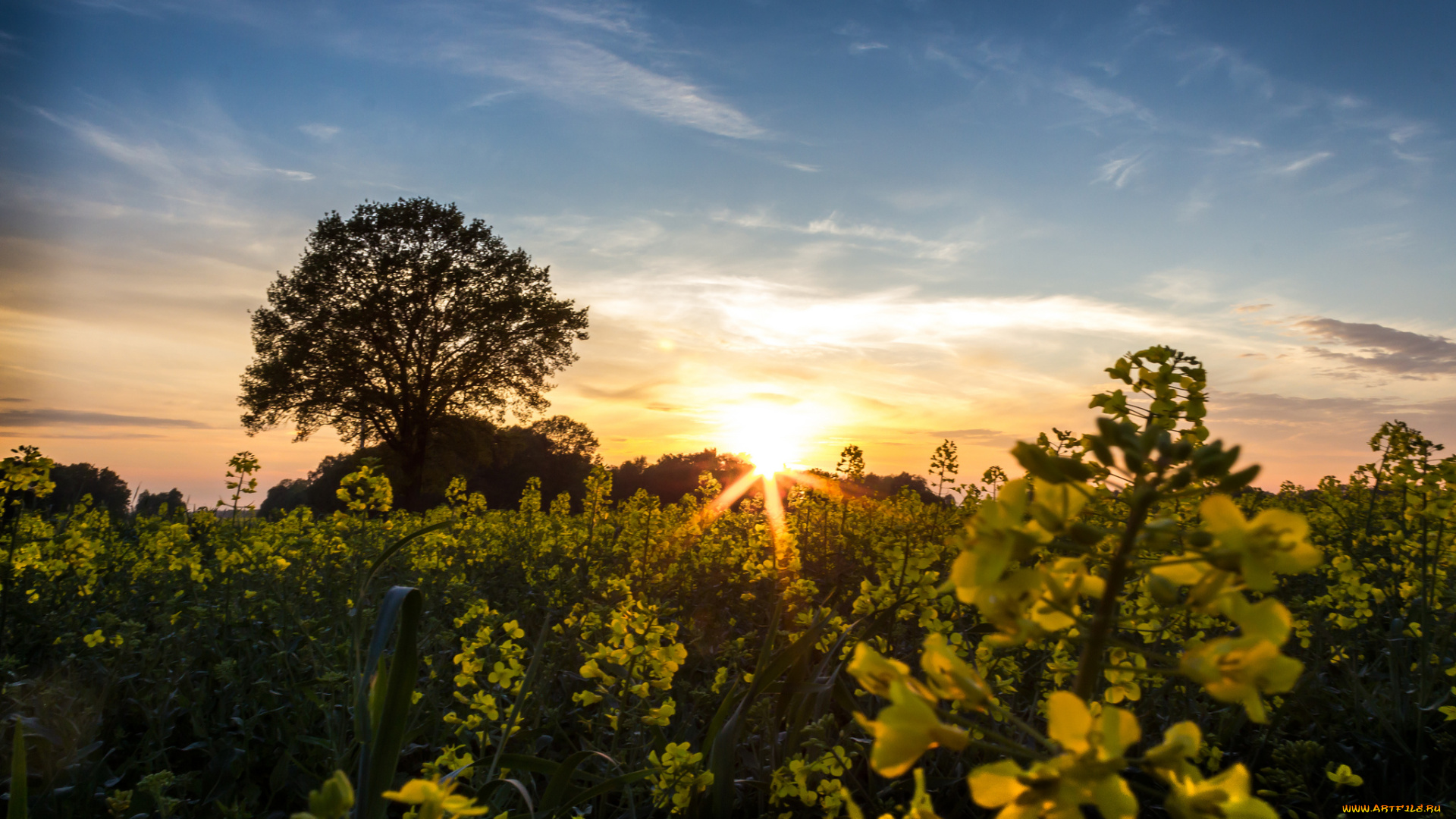 природа, восходы, закаты, поле, рапс, закат, дерево