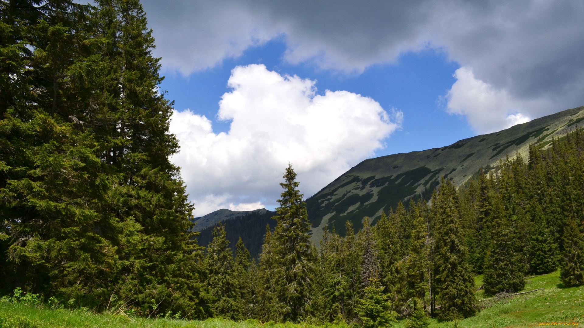 украина, горгани, довбушанка, природа, горы, лес