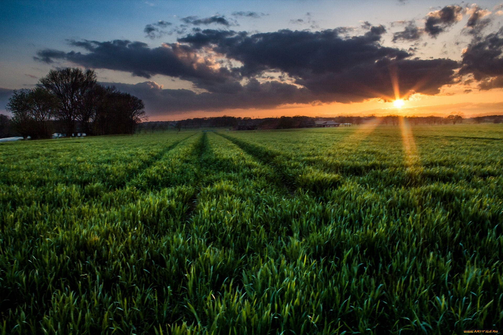 природа, поля, гороховое, поле, закат, облака