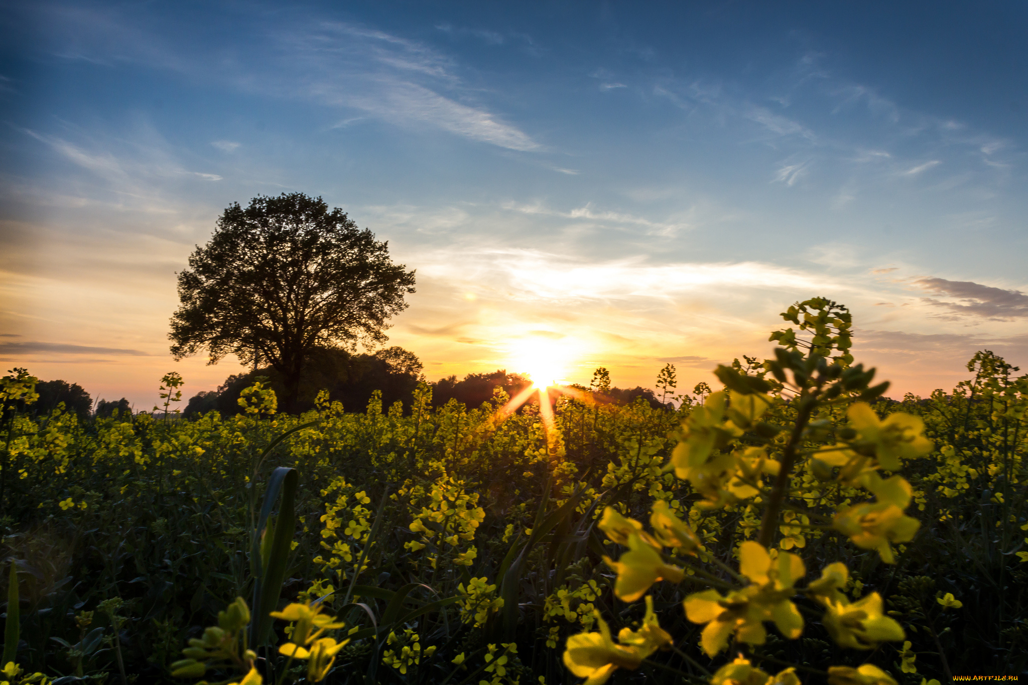 природа, восходы, закаты, поле, рапс, закат, дерево
