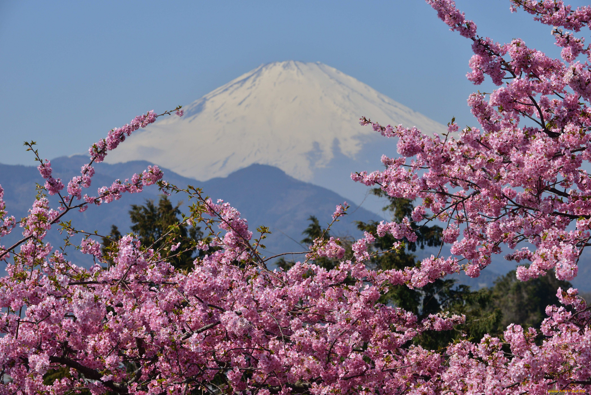 mount, fuji, japan, природа, горы, фудзияма, вулкан, сакура, цветение