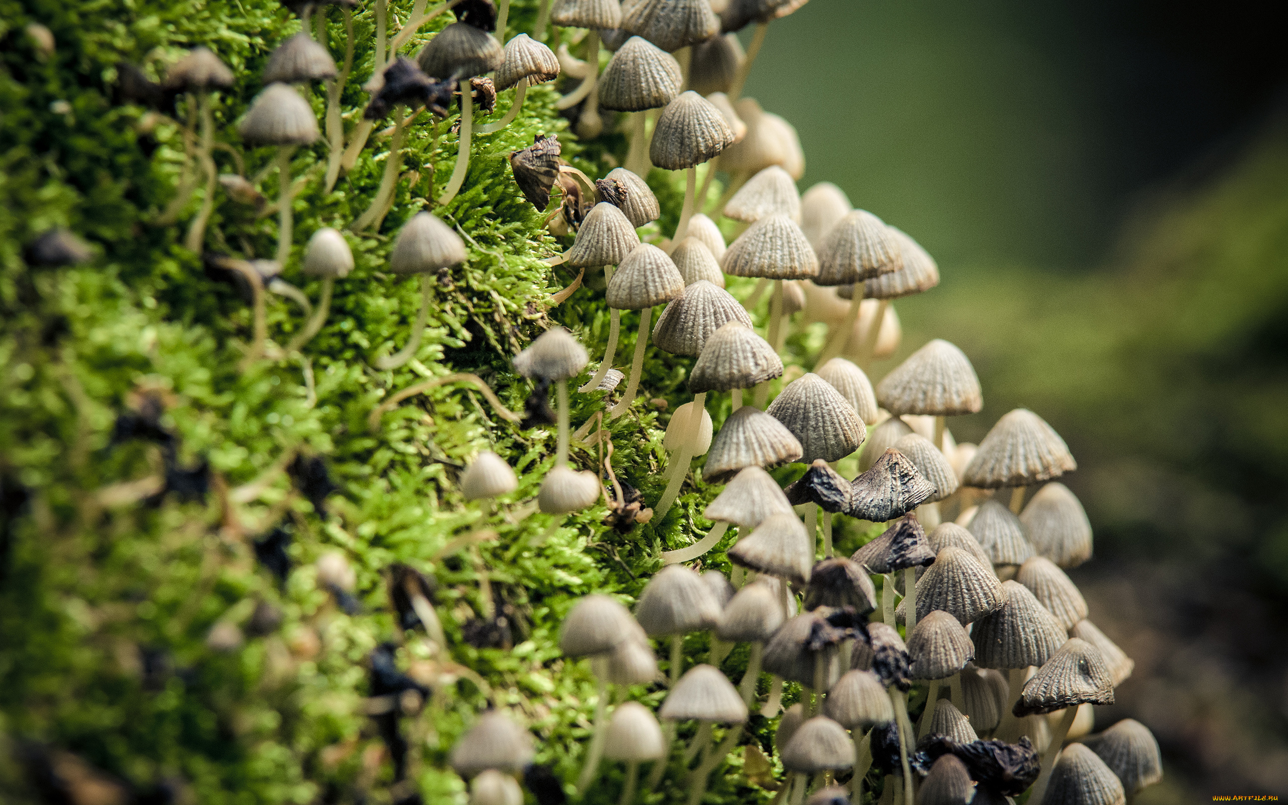 природа, грибы, шляпка