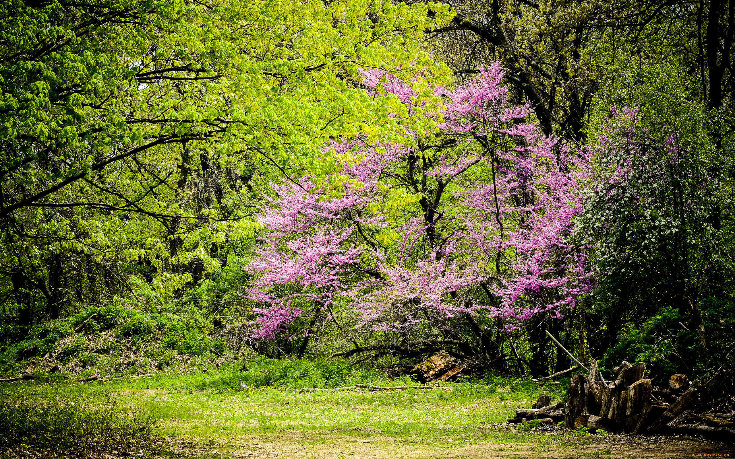 природа, лес, заросли