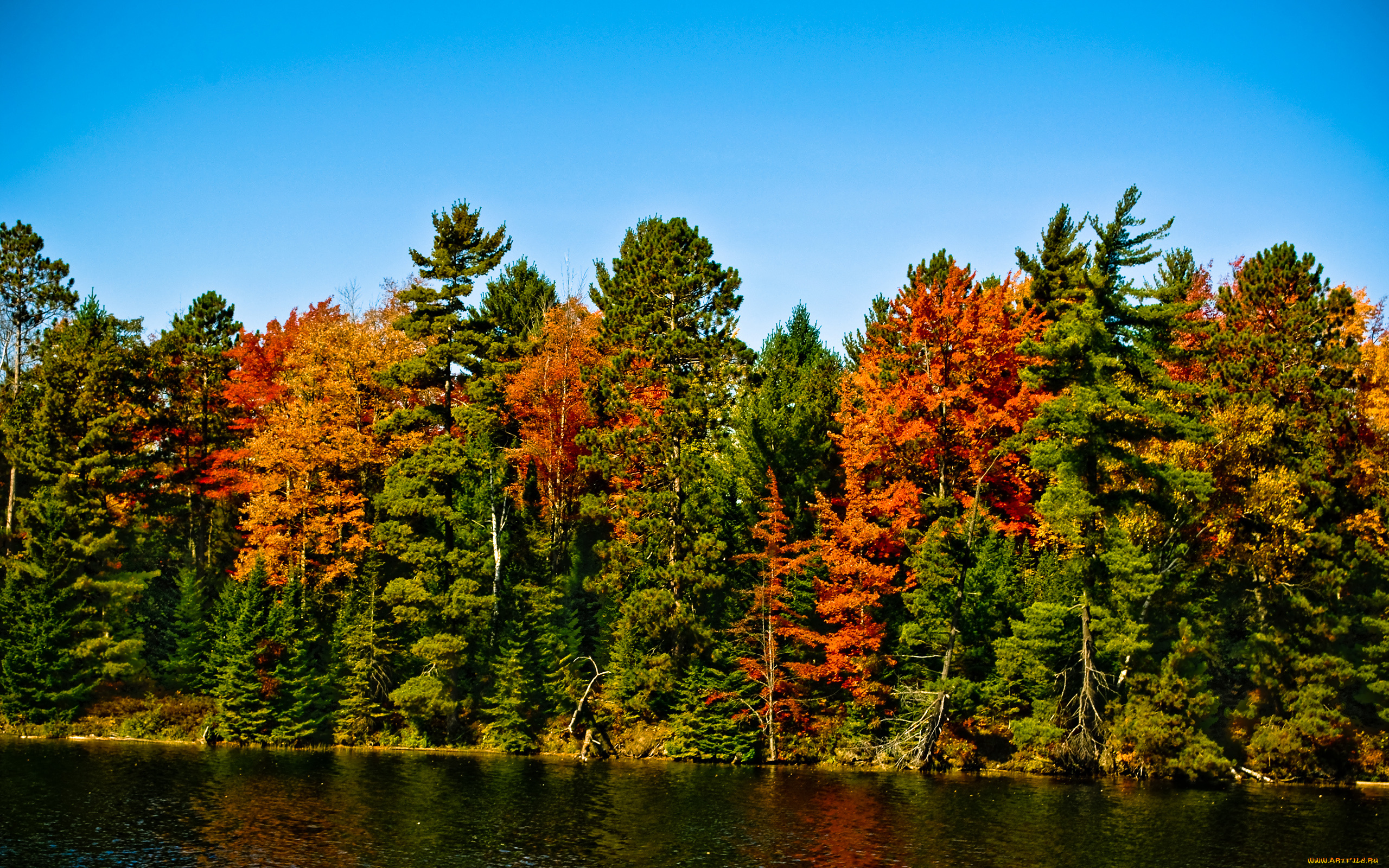 природа, реки, озера, ель